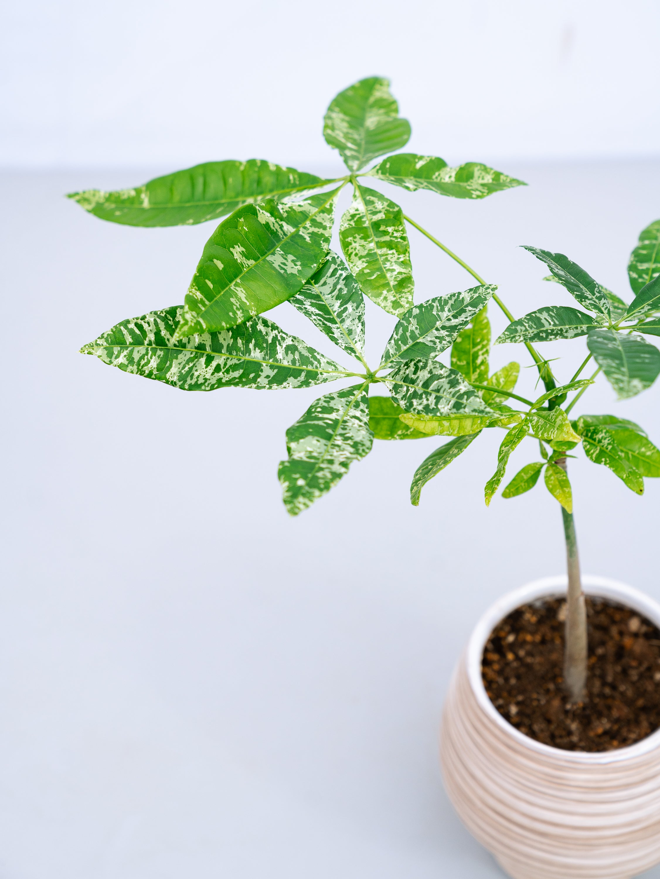 一点もの】パキラ・ミルキーウェイ Table-M #3 | 観葉植物・お花の通販