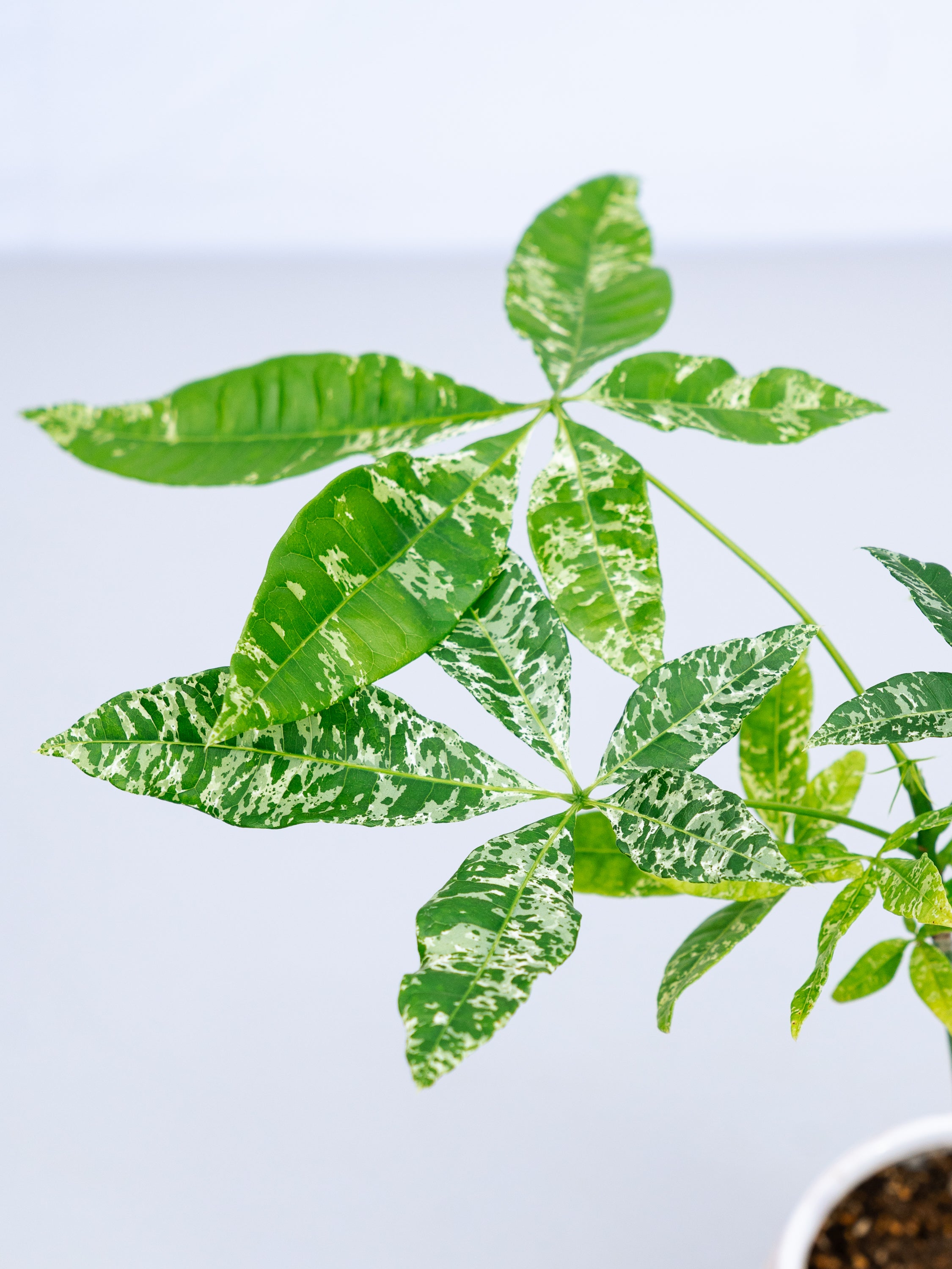 一点もの】パキラ・ミルキーウェイ Table-M #3 | 観葉植物・お花の通販