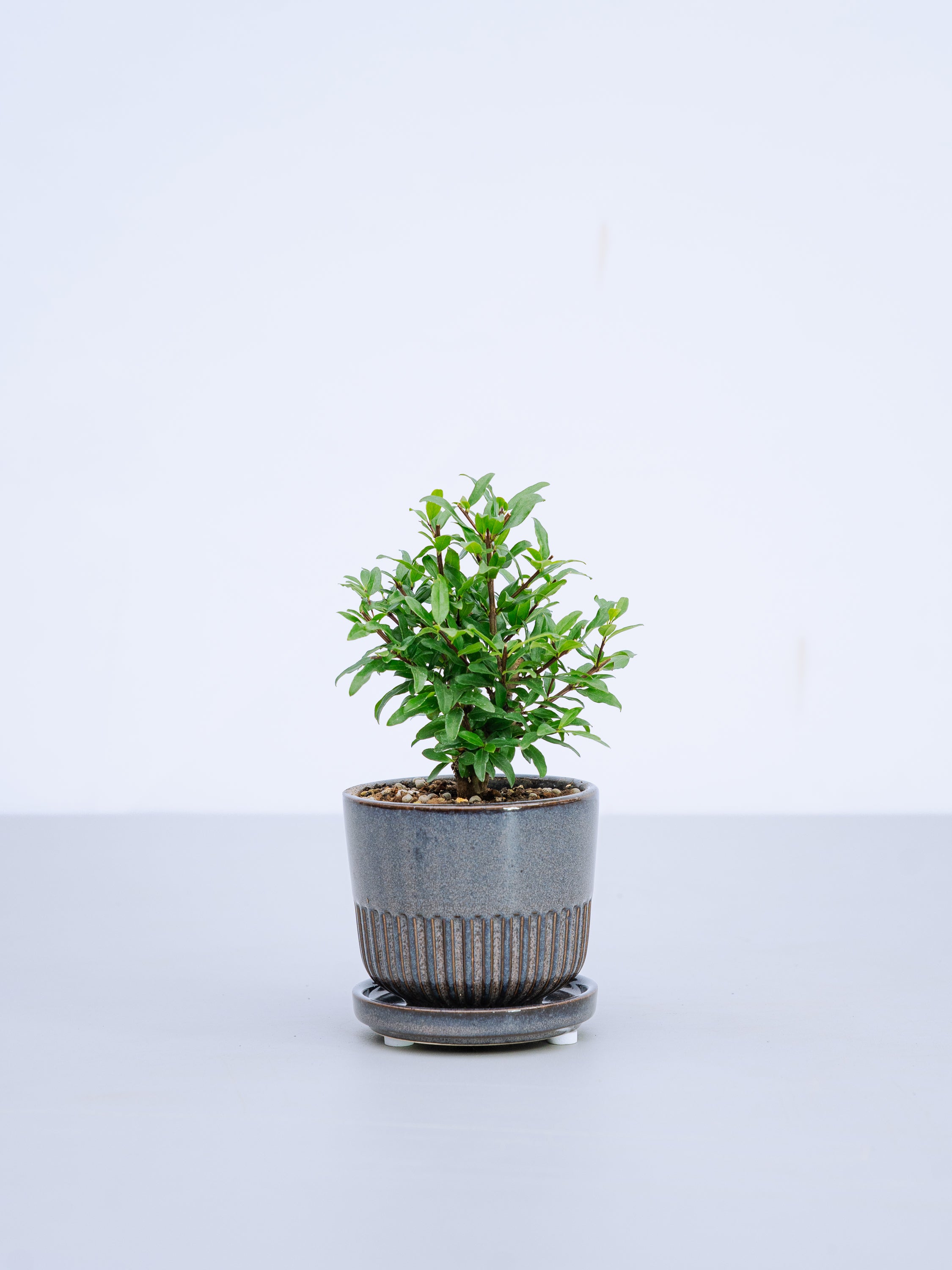 【一点もの】ザクロ Table-S