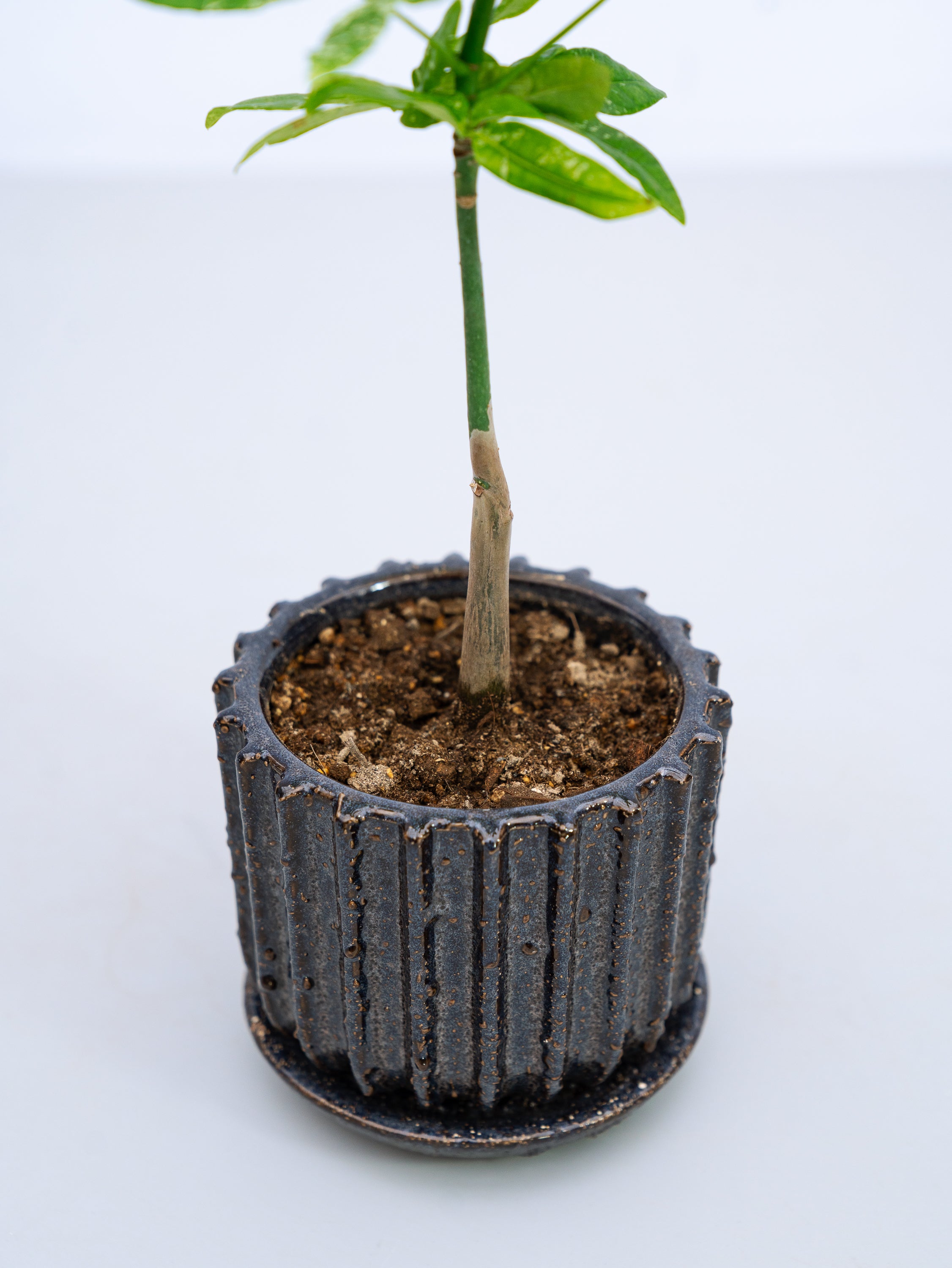 一点もの】パキラ・ミルキーウェイ Table-M #4 | 観葉植物・お花の通販