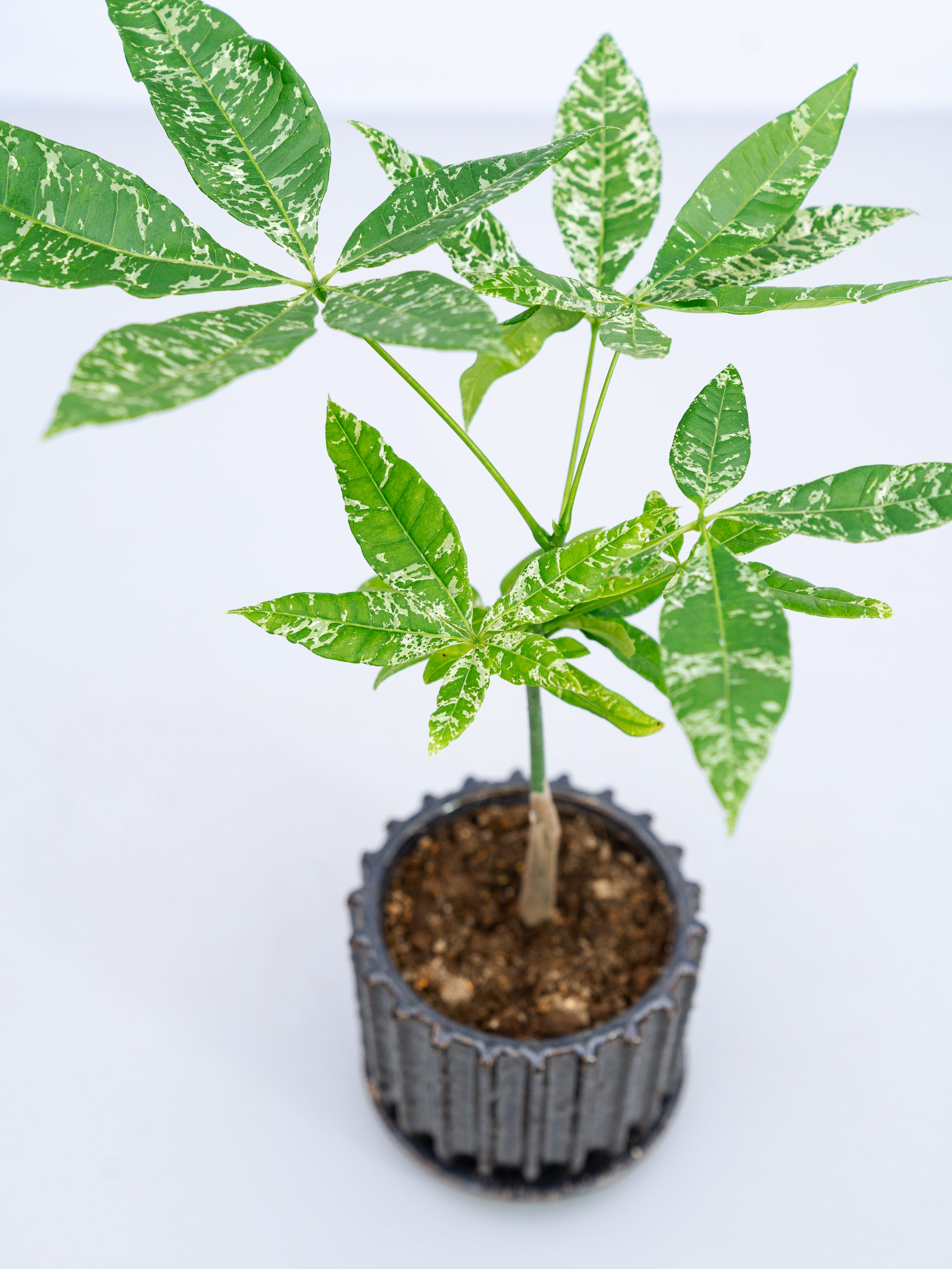 一点もの】パキラ・ミルキーウェイ Table-M #4 | 観葉植物・お花の通販