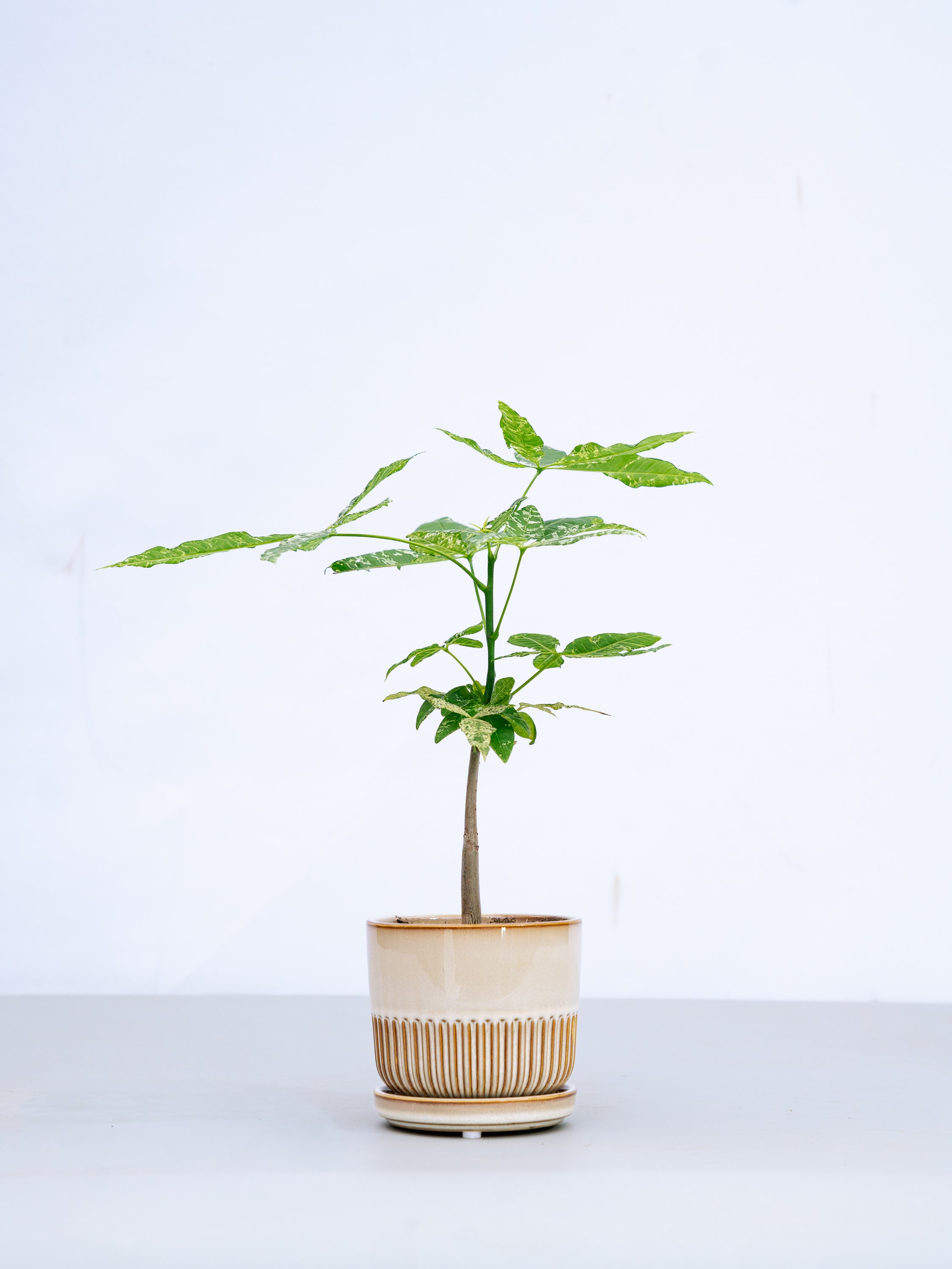 一点もの】パキラ・ミルキーウェイ Table-M #5 | 観葉植物・お花の通販