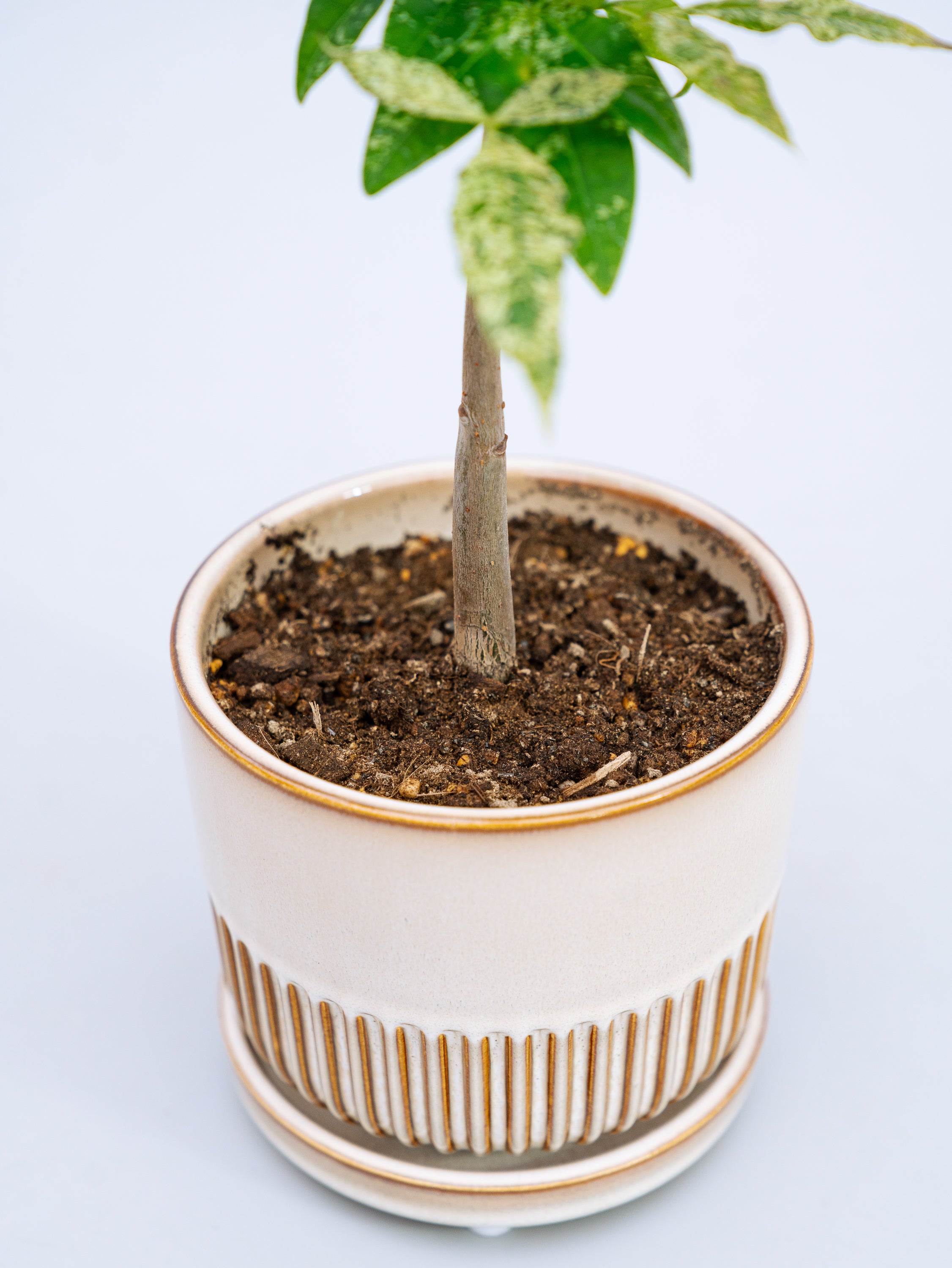 一点もの】パキラ・ミルキーウェイ Table-M #5 | 観葉植物・お花の通販