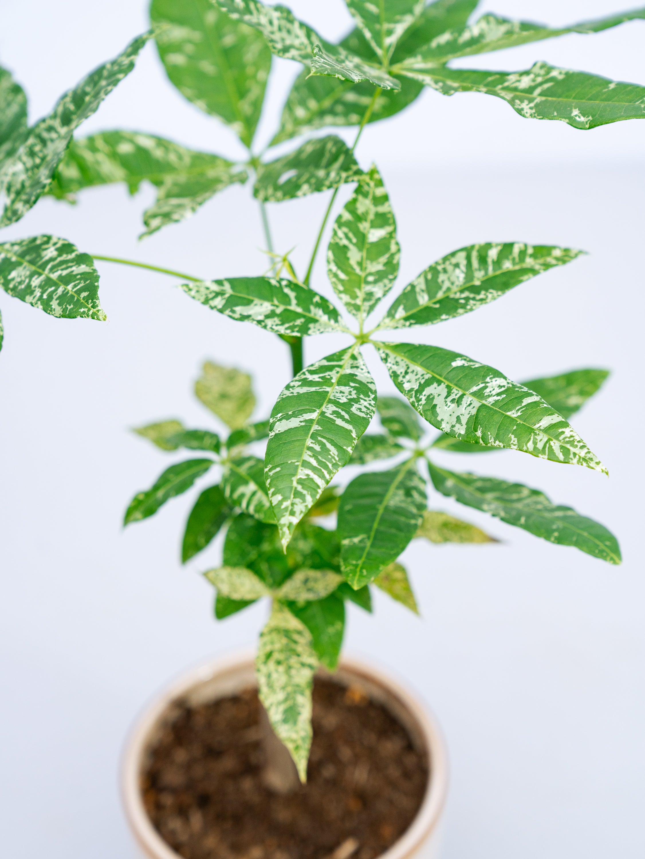 一点もの】パキラ・ミルキーウェイ Table-M #5 | 観葉植物・お花の通販