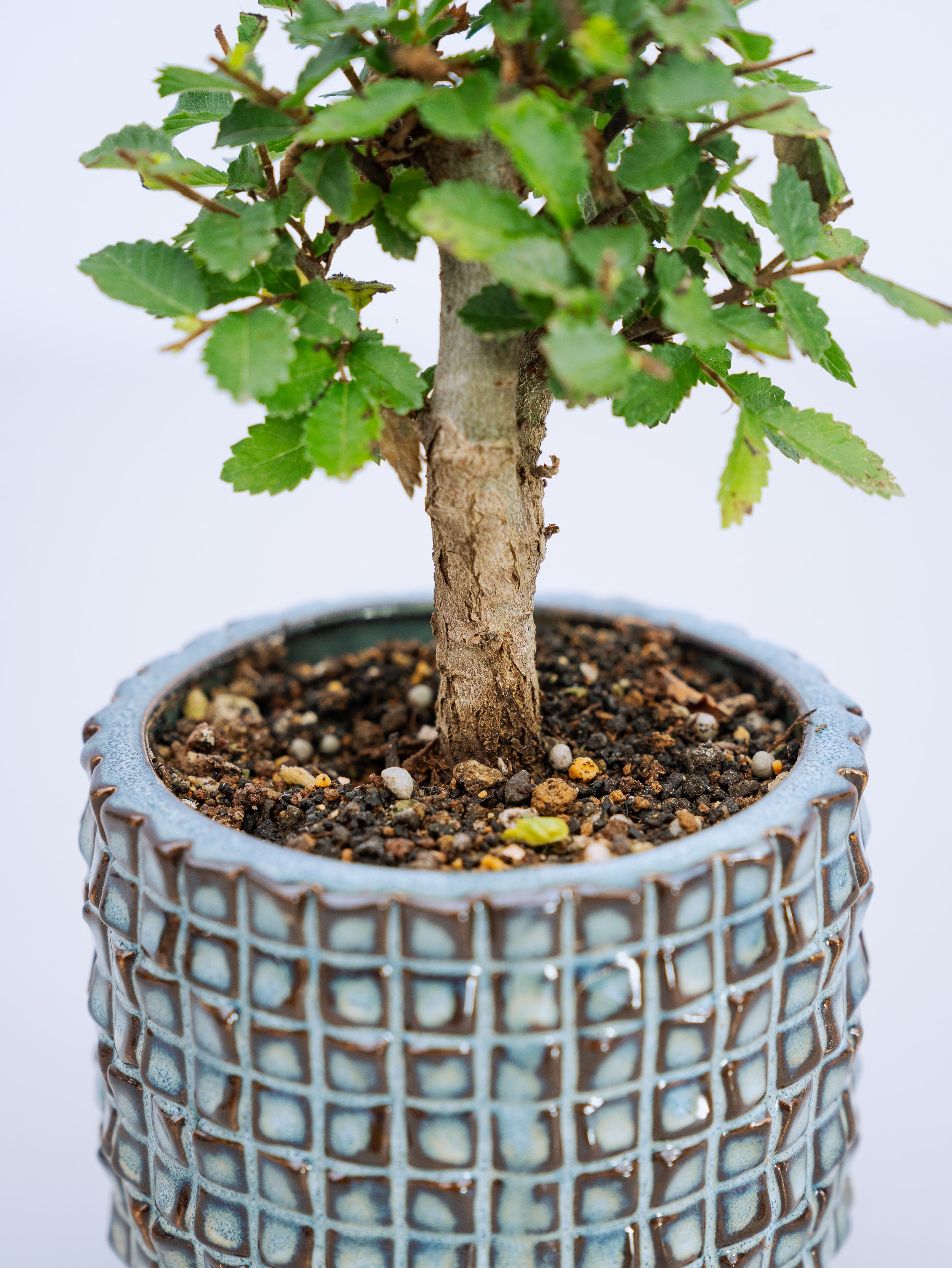 一点もの】楡欅 Table-S | 観葉植物・お花の通販 AND PLANTS (アンド