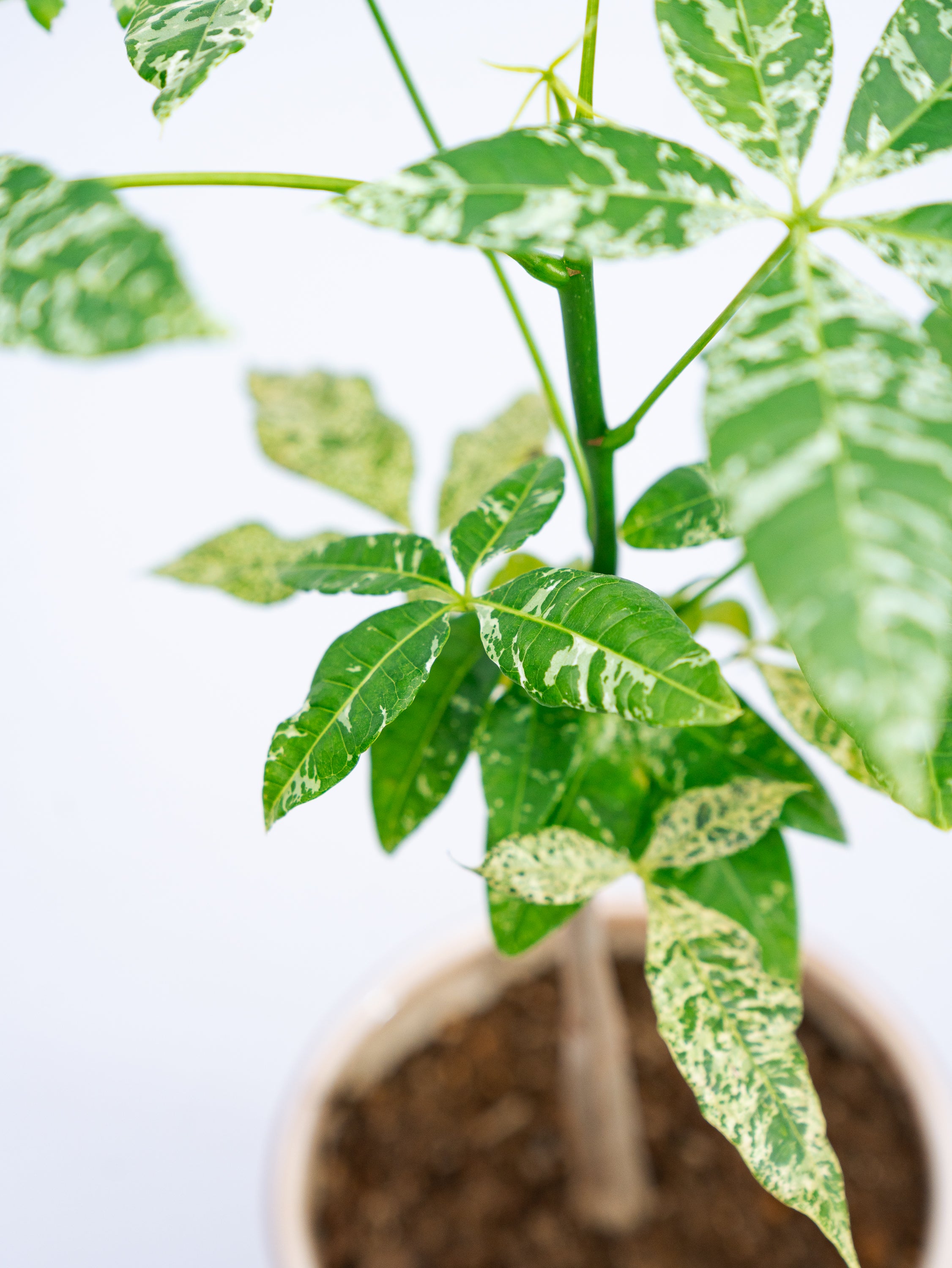 一点もの】パキラ・ミルキーウェイ Table-M #5 | 観葉植物・お花の通販