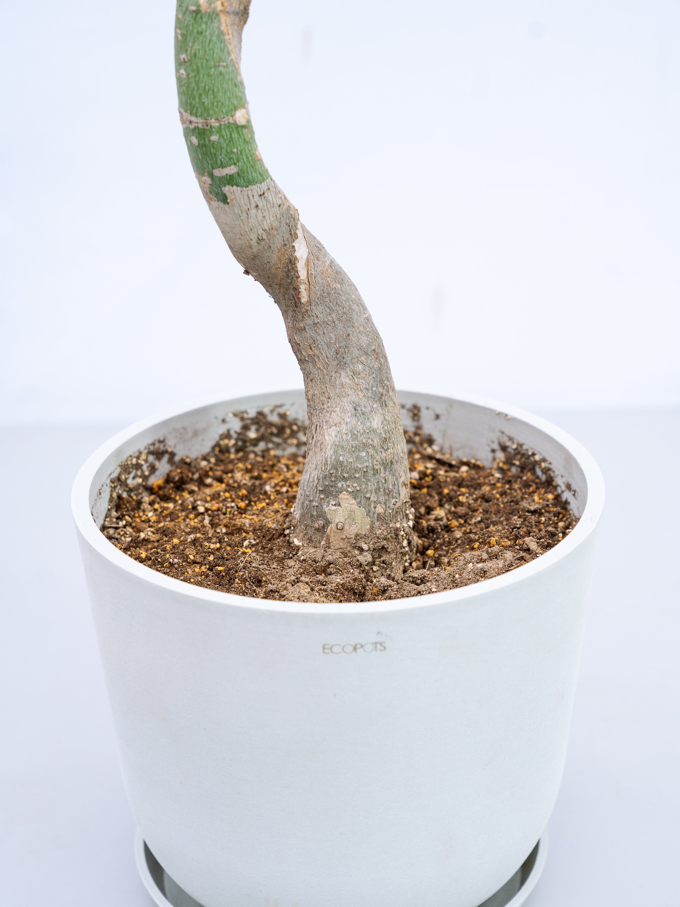 一点もの】パキラ ウェーブ M #3 | 観葉植物・お花の通販 AND PLANTS 