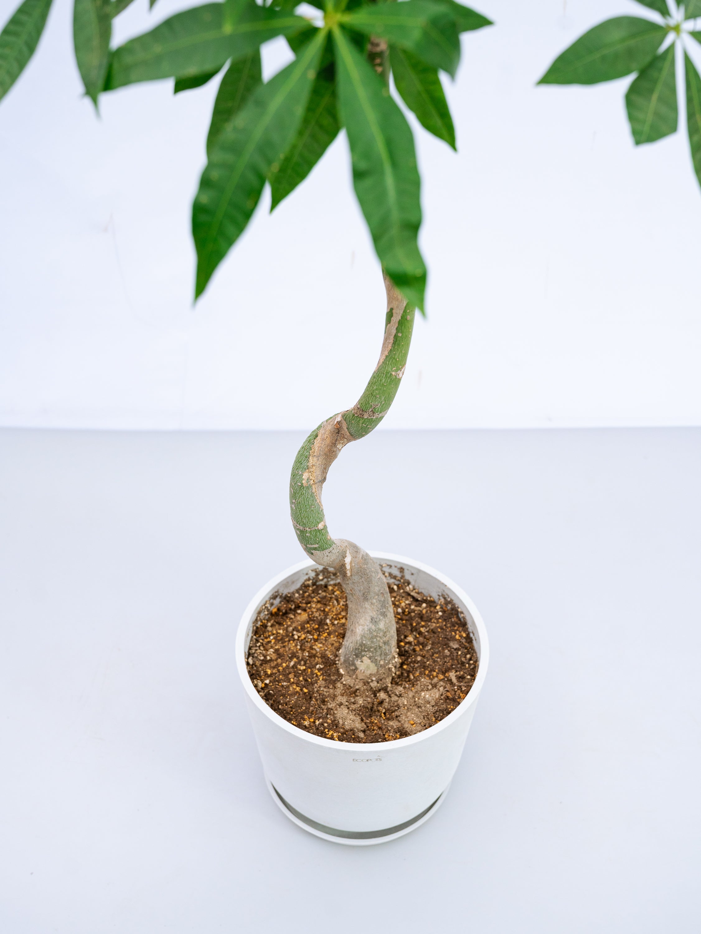 一点もの】パキラ ウェーブ M #3 | 観葉植物・お花の通販 AND PLANTS 