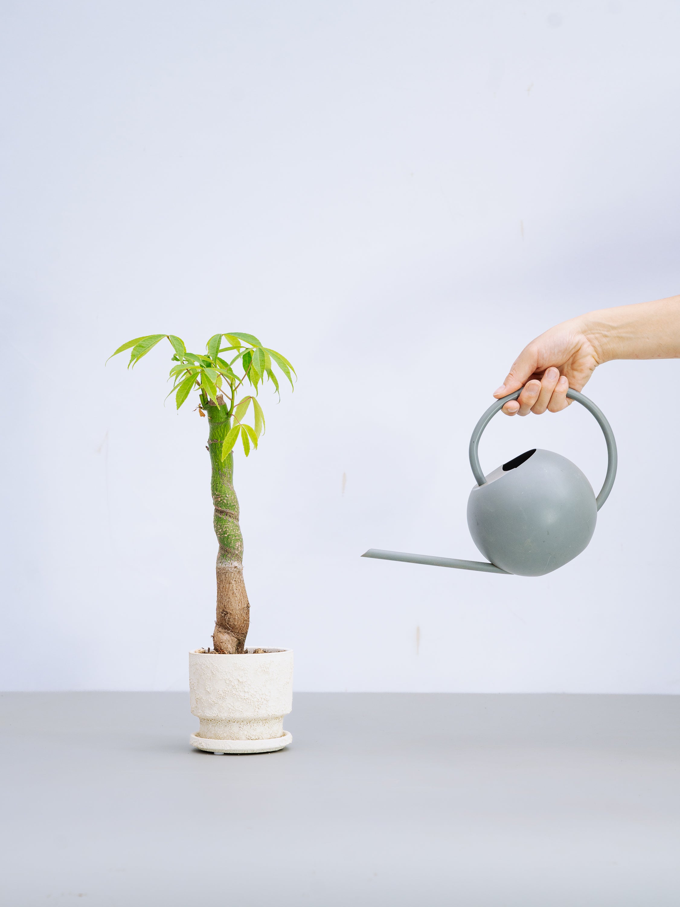 一点もの】トックリキワタ Table-L #3 | 観葉植物・お花の通販 AND