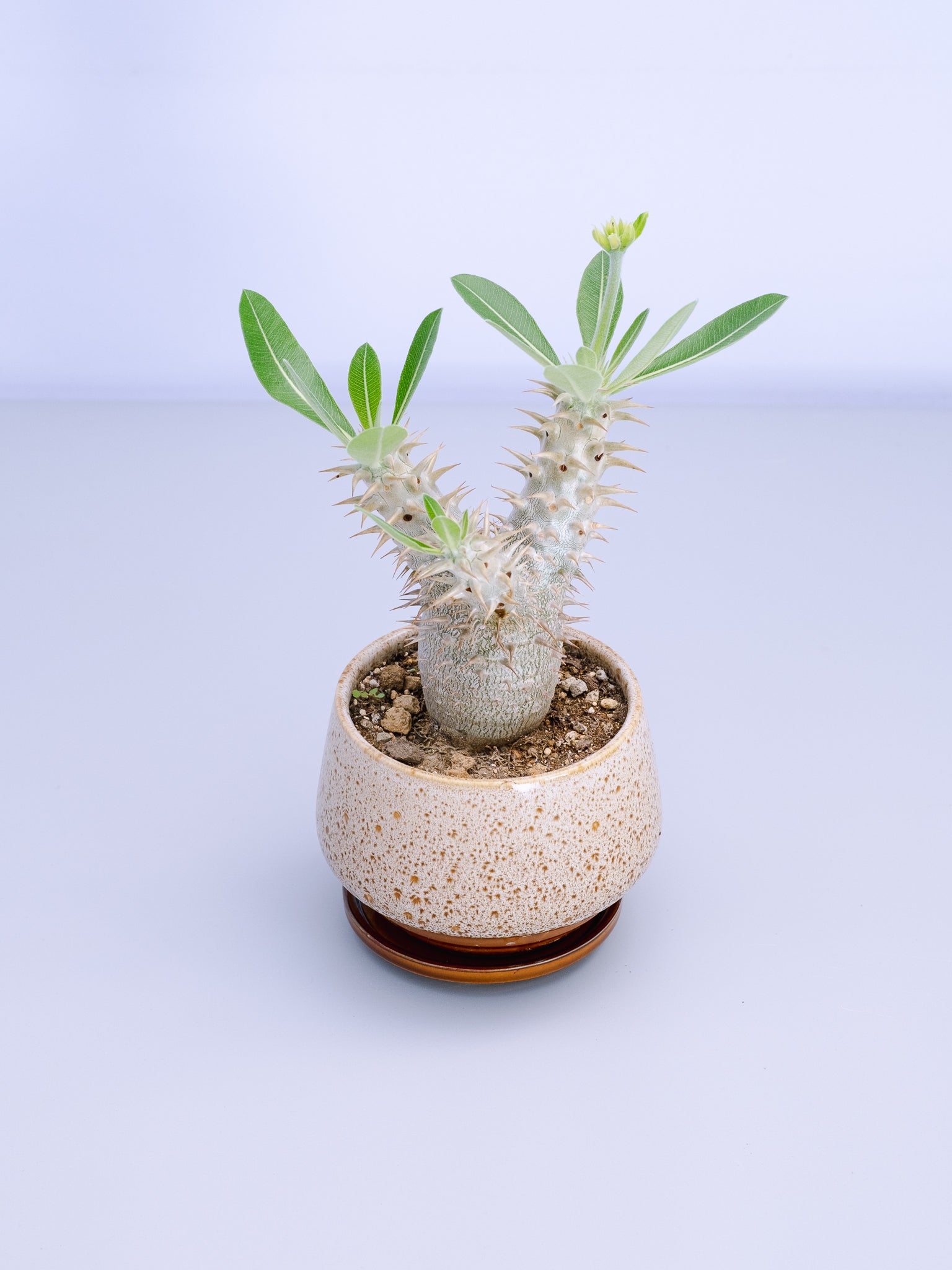 一点もの】パキポディウム・デンシフローラム Table-M #1 | 観葉植物