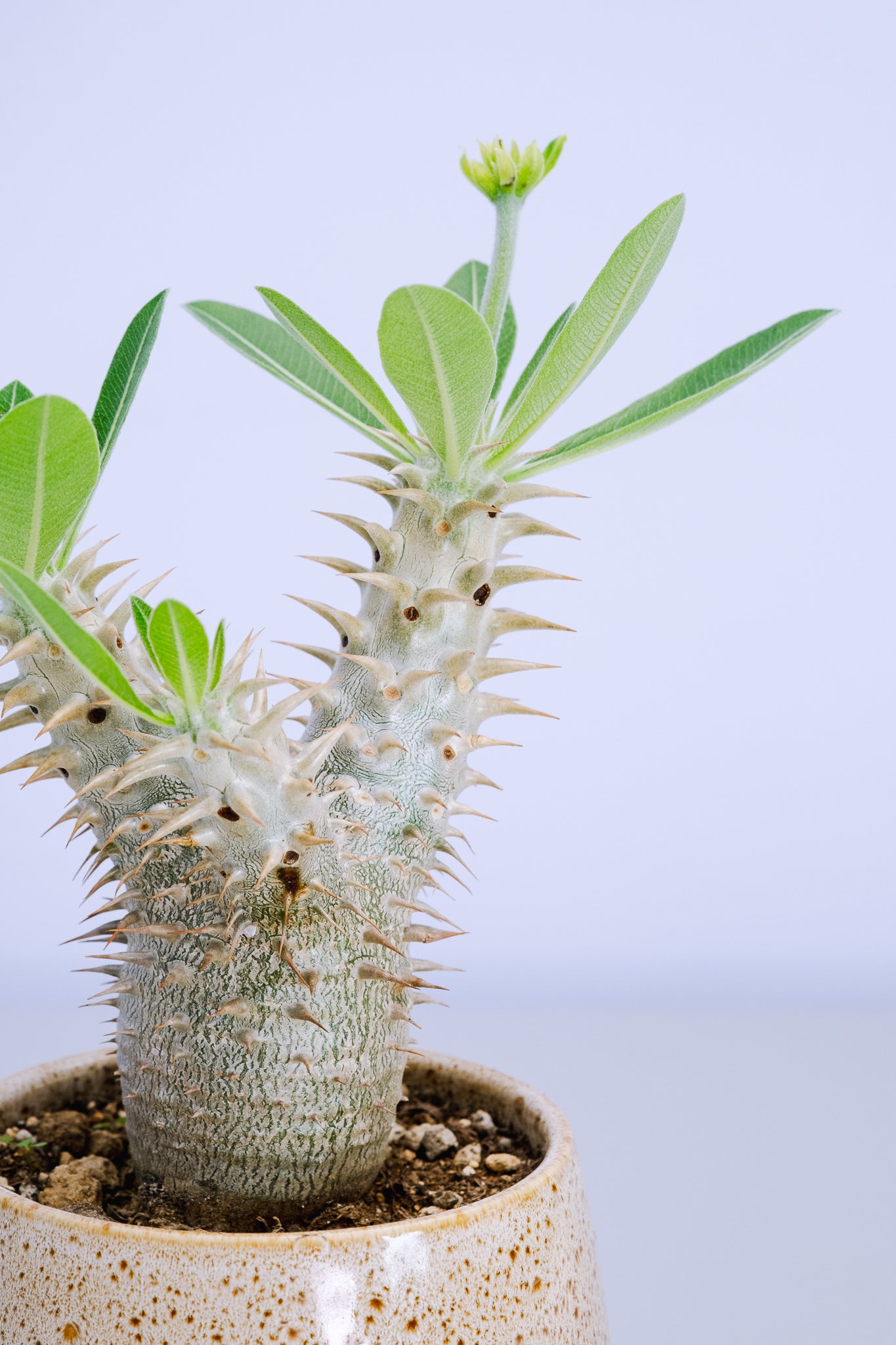 一点もの】パキポディウム・デンシフローラム Table-M #1 | 観葉植物