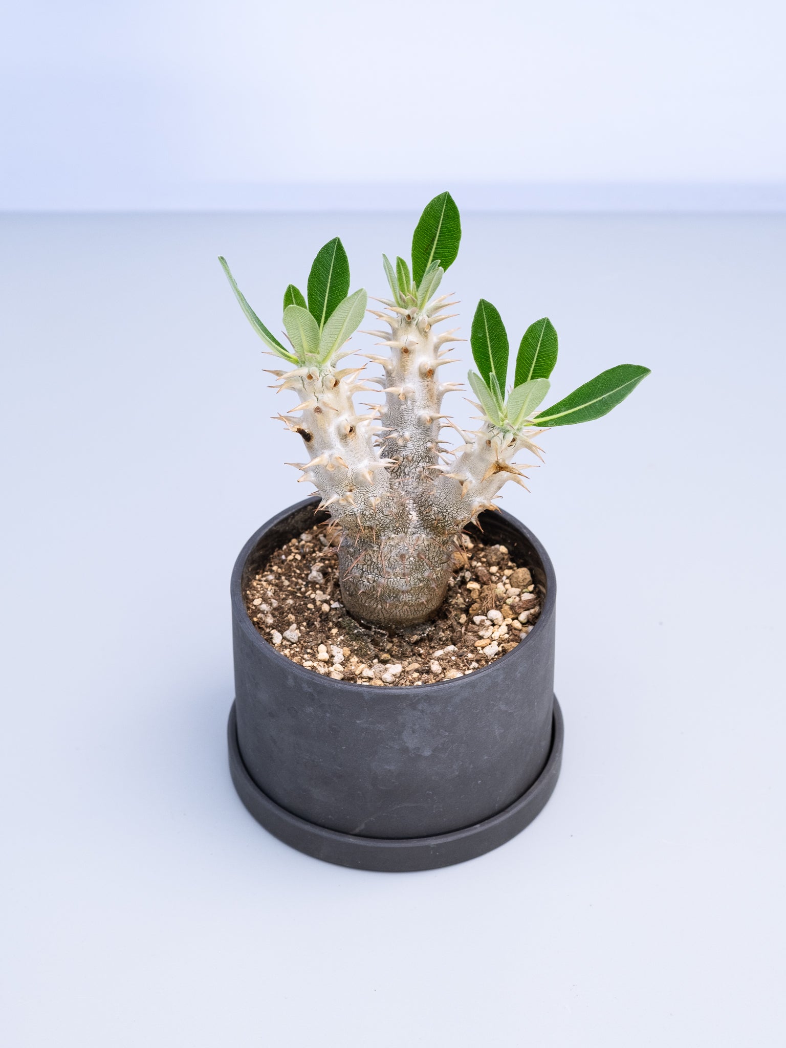 一点もの】パキポディウム・デンシフローラム Table-M #2 | 観葉植物