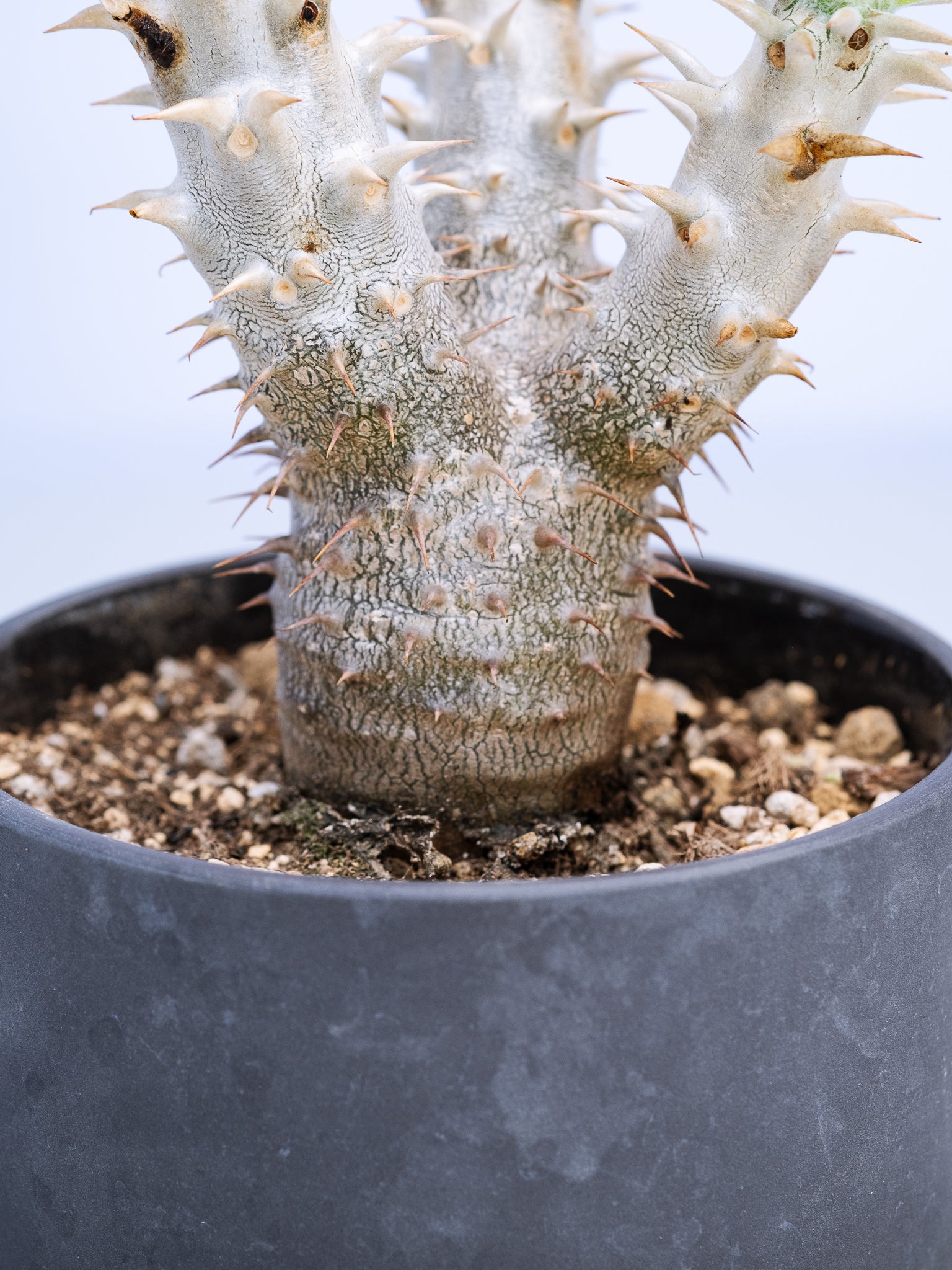一点もの】パキポディウム・デンシフローラム Table-M #2 | 観葉植物