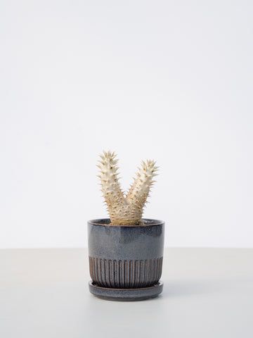 【一点もの】パキポディウム デンシフローラム Table-M #5