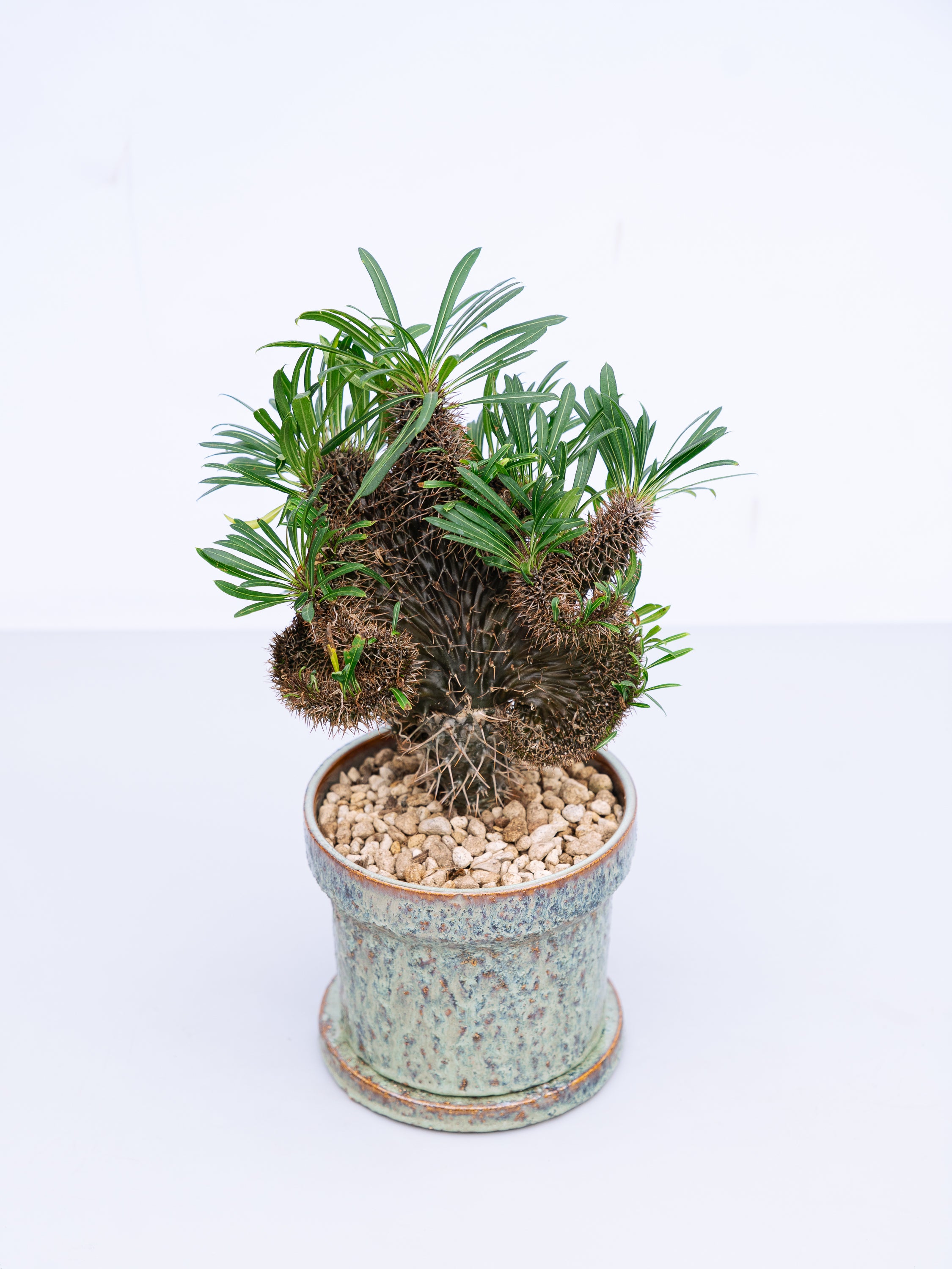 一点もの】パキポディウム・ラメリー 綴化 S #1 | 観葉植物・お花の