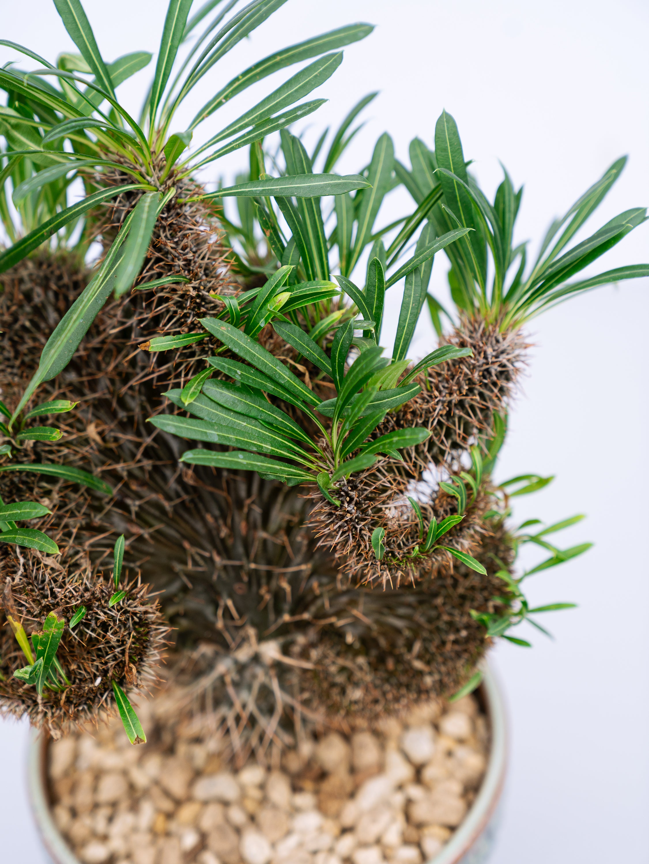 一点もの】パキポディウム・ラメリー 綴化 S #1 | 観葉植物・お花の