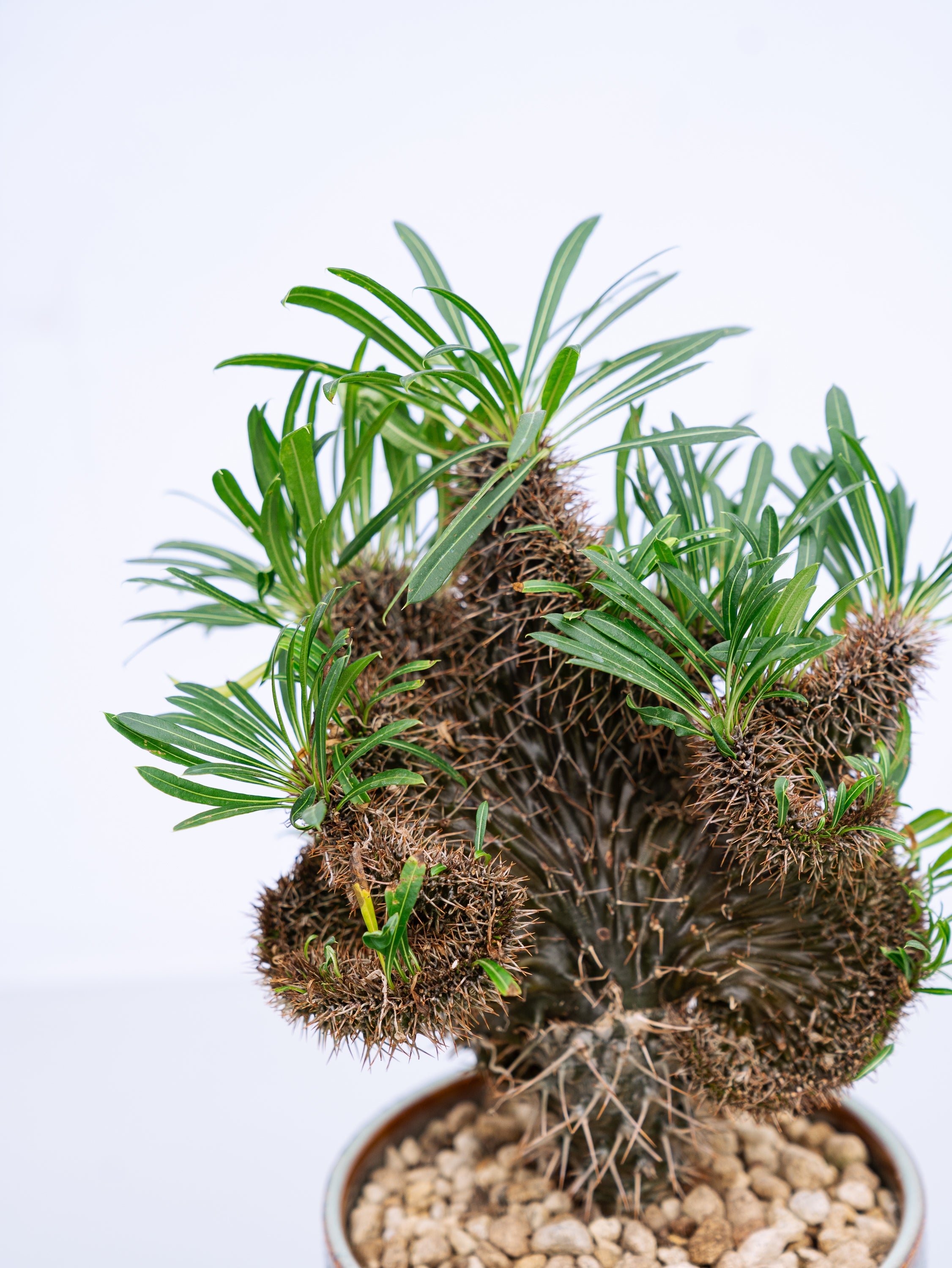 一点もの】パキポディウム・ラメリー 綴化 S #1 | 観葉植物・お花の
