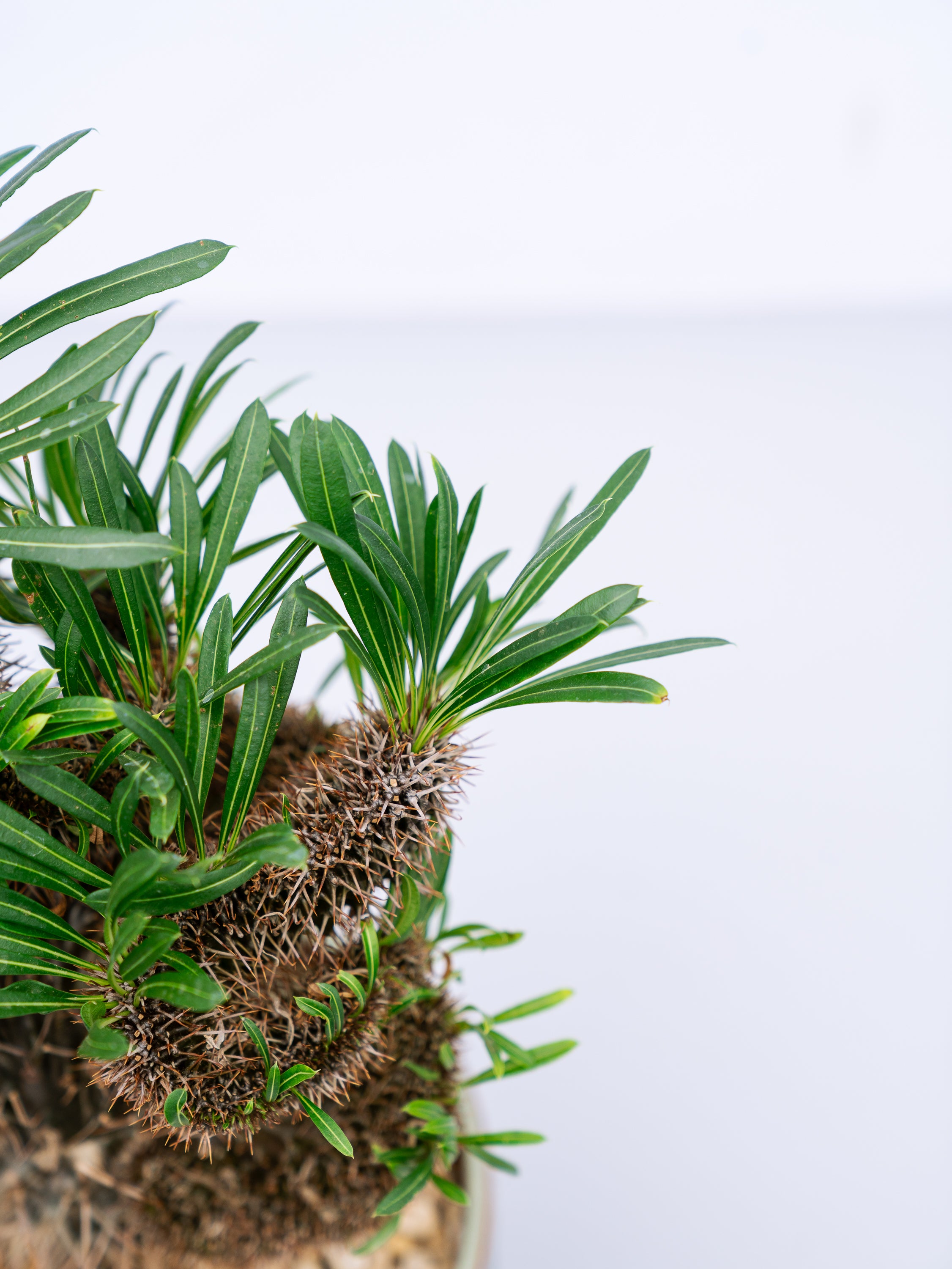 一点もの】パキポディウム・ラメリー 綴化 S #1 | 観葉植物・お花の