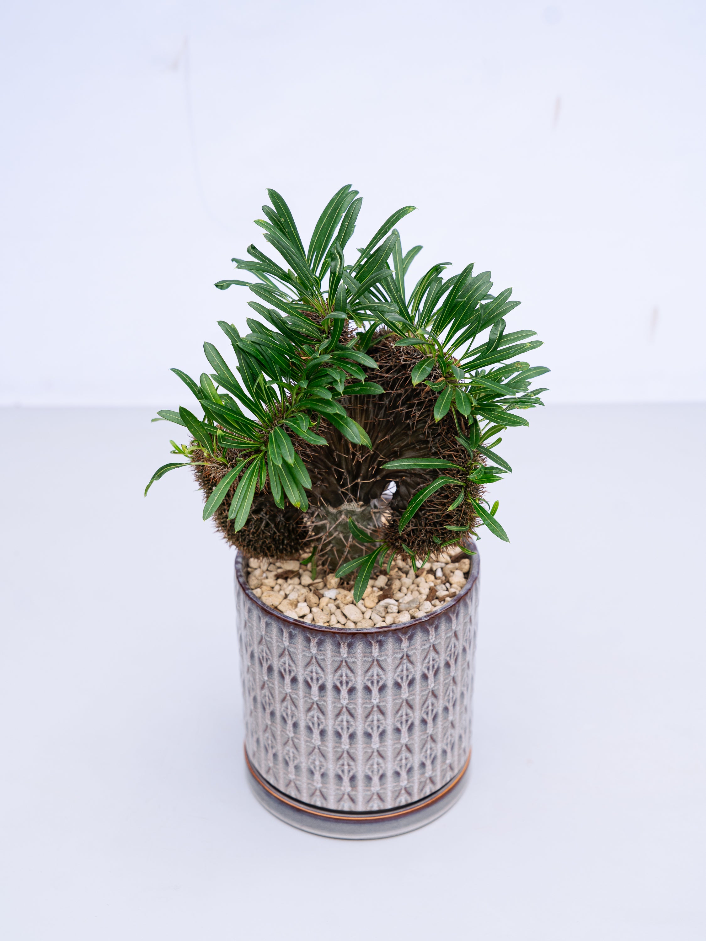 一点もの】パキポディウム・ラメリー 綴化 S #2 | 観葉植物・お花の