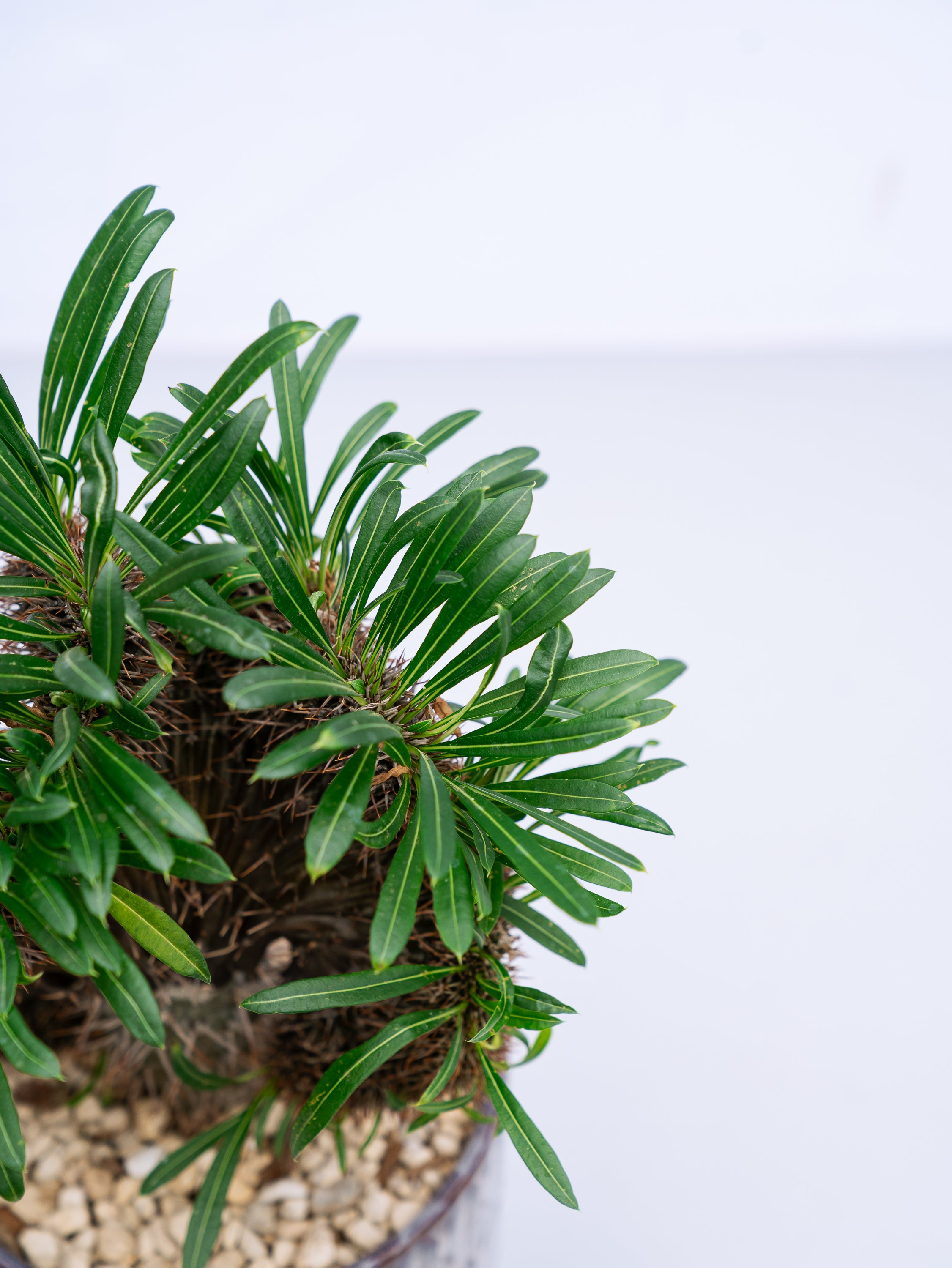 一点もの】パキポディウム・ラメリー 綴化 S #2 | 観葉植物・お花の