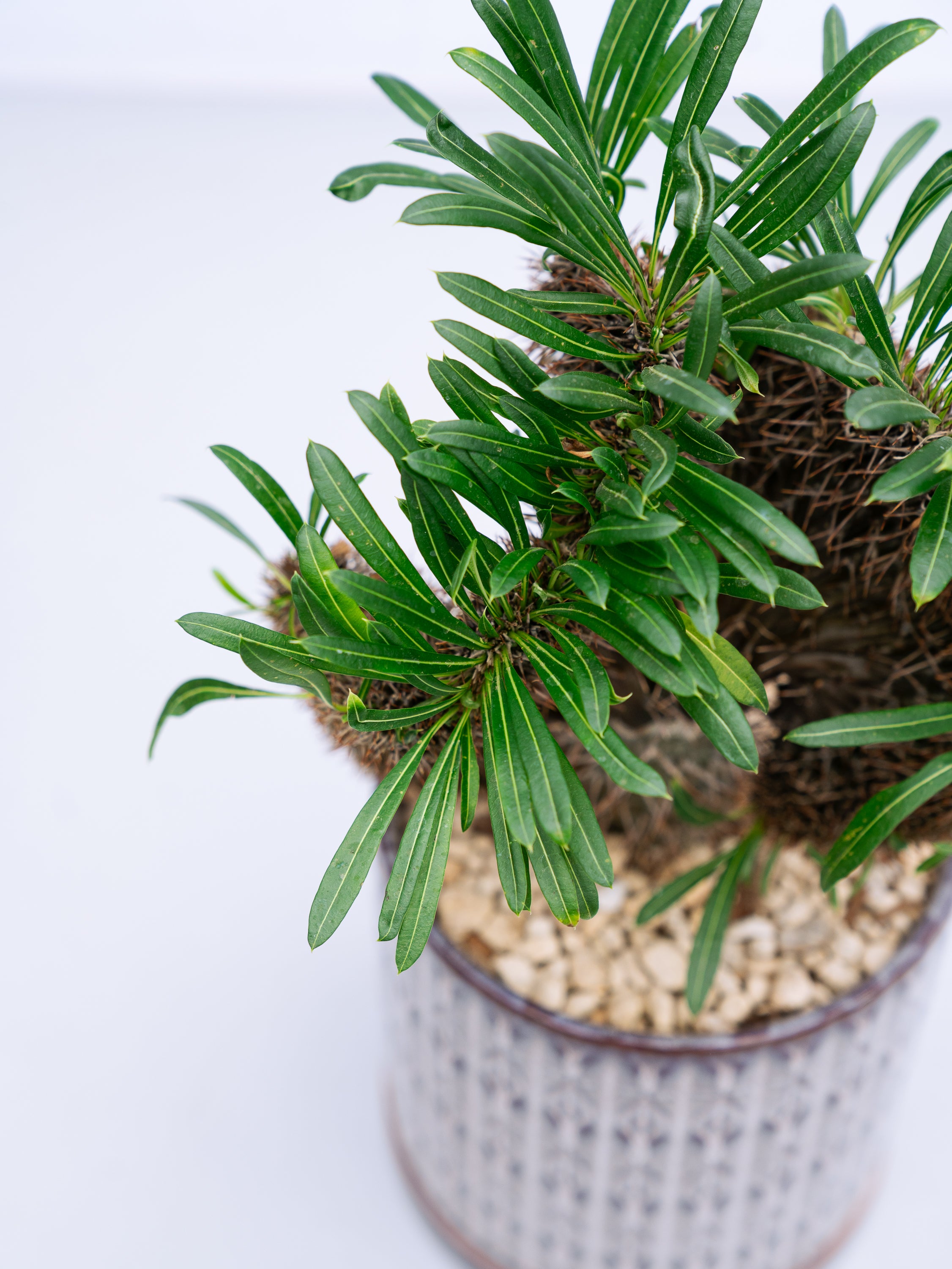一点もの】パキポディウム・ラメリー 綴化 S #2 | 観葉植物・お花の
