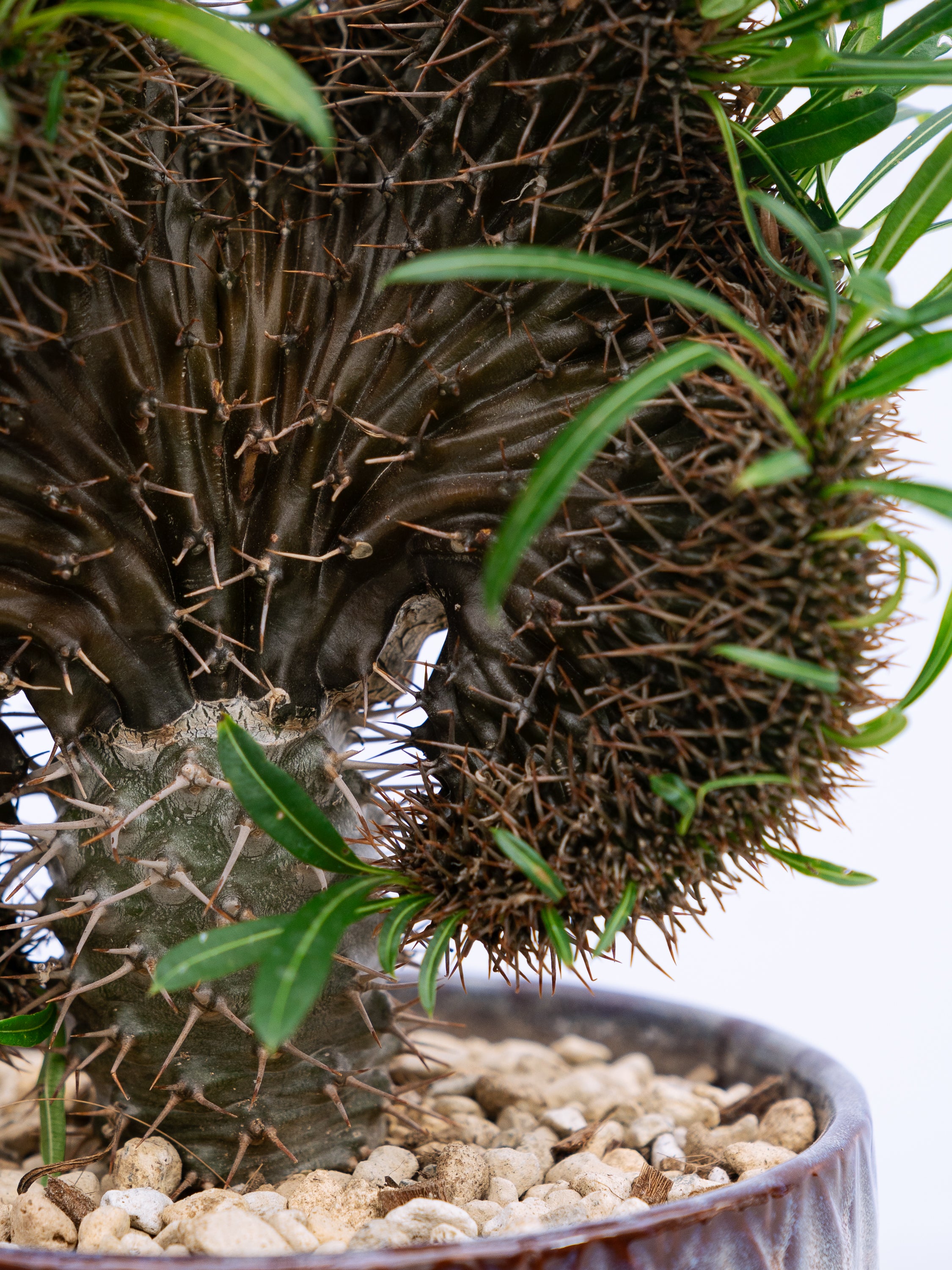 一点もの】パキポディウム・ラメリー 綴化 S #2 | 観葉植物・お花の