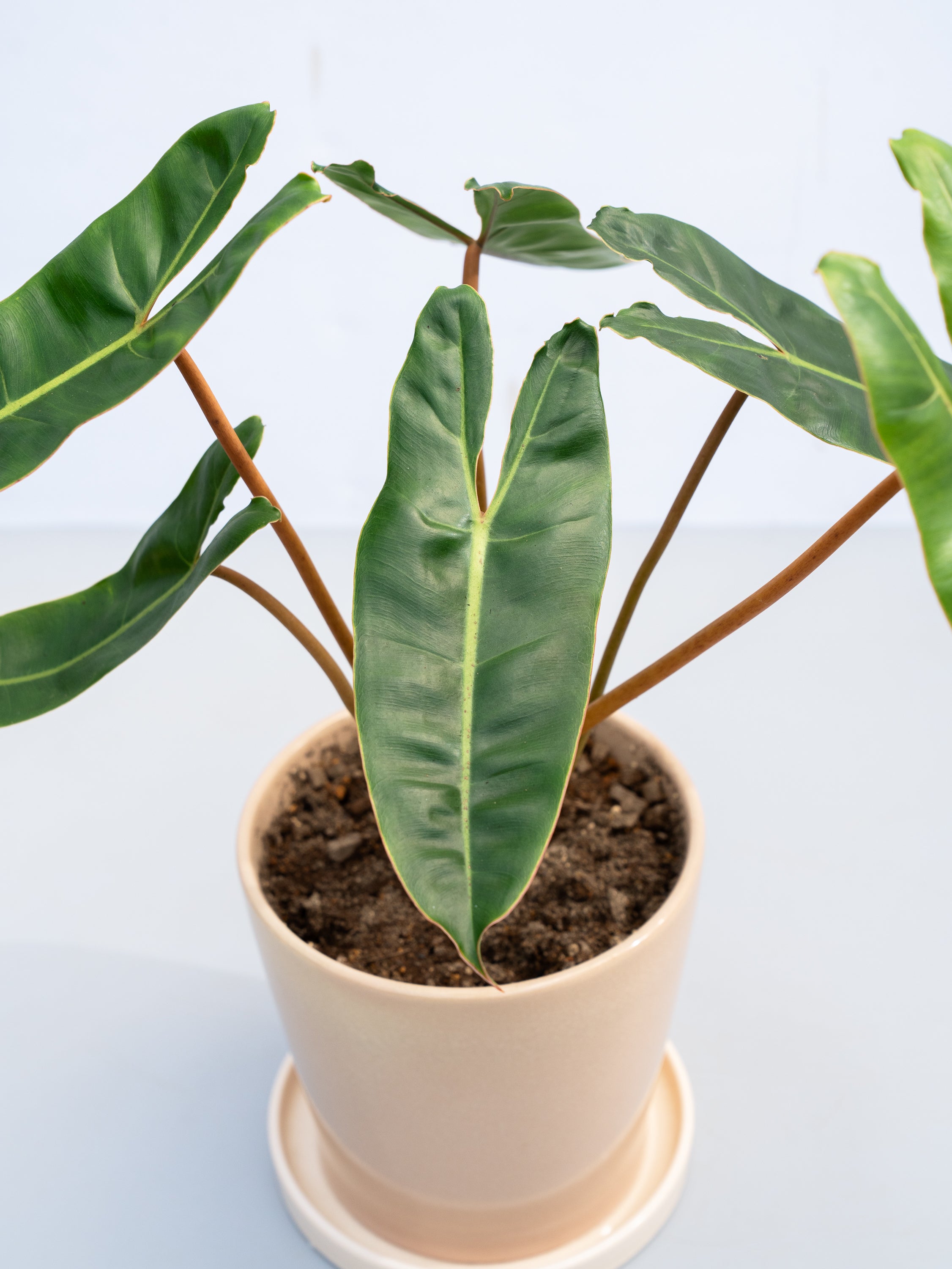 一点もの】フィロデンドロン・ビレッティア S #1 | 観葉植物・お花の