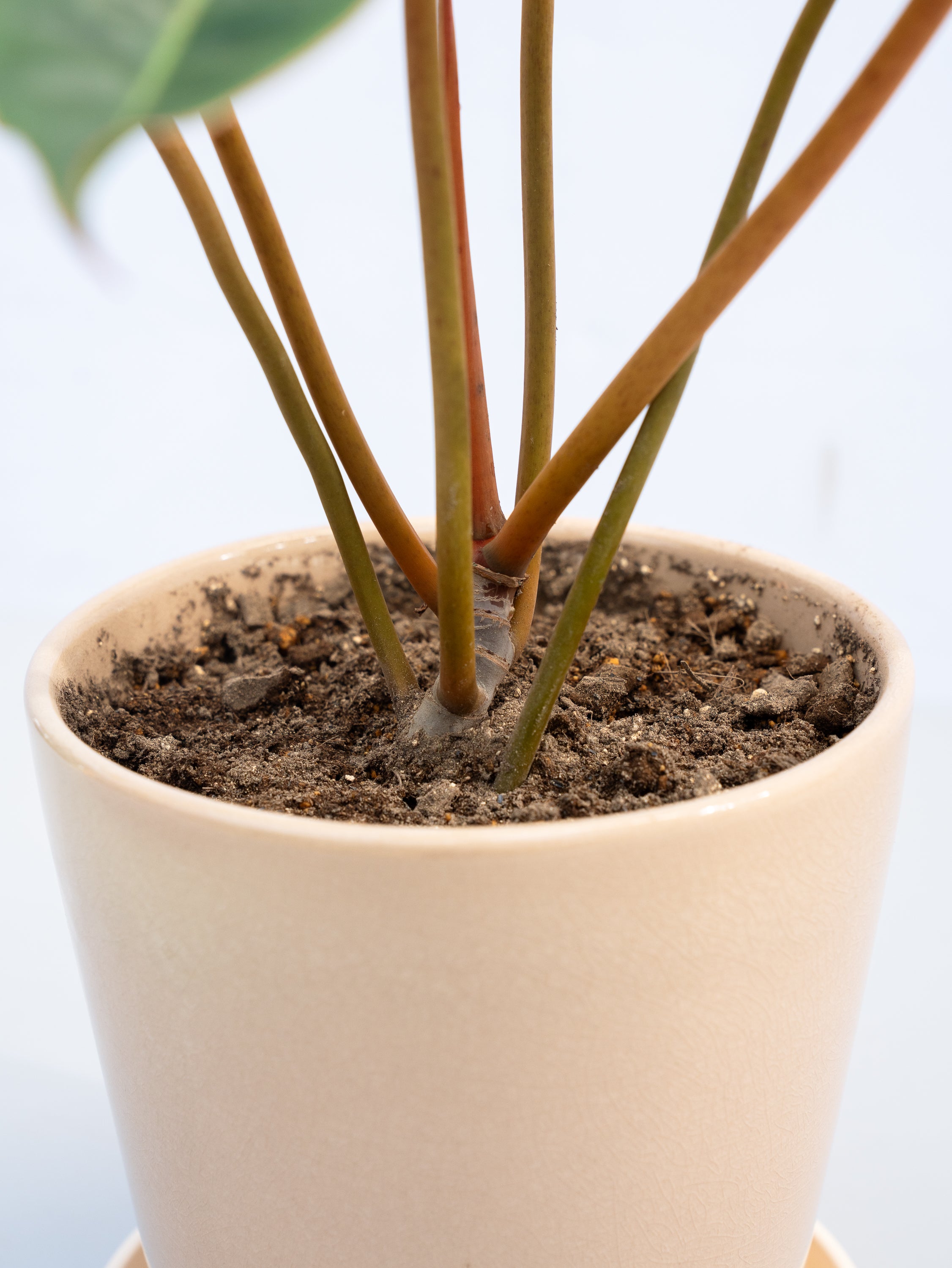 一点もの】フィロデンドロン・ビレッティア S #1 | 観葉植物・お花の