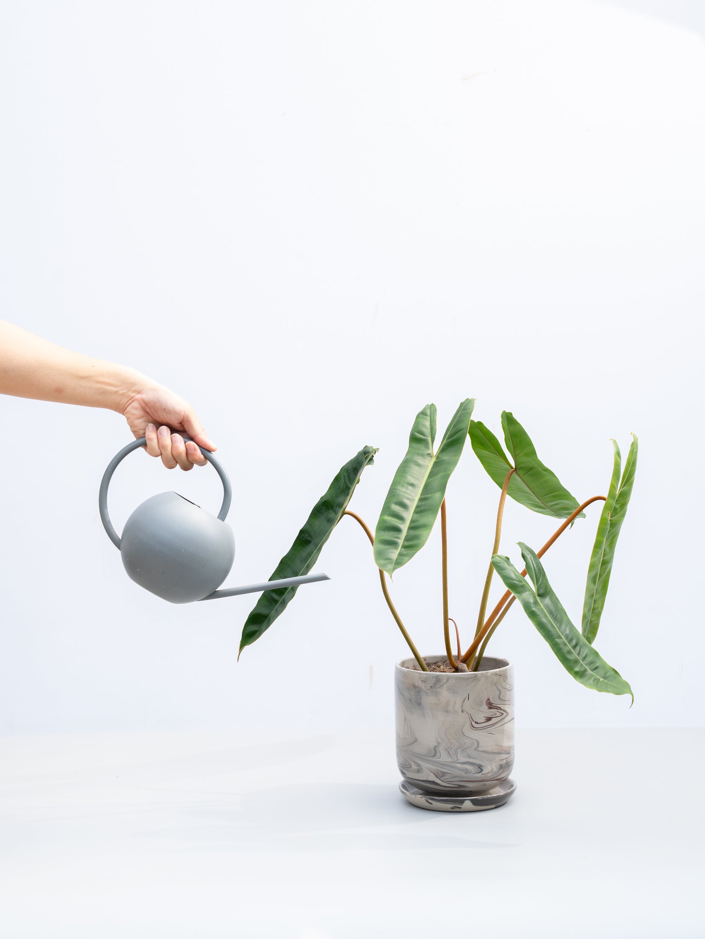 一点もの】フィロデンドロン・ビレッティア S #2 | 観葉植物・お花の