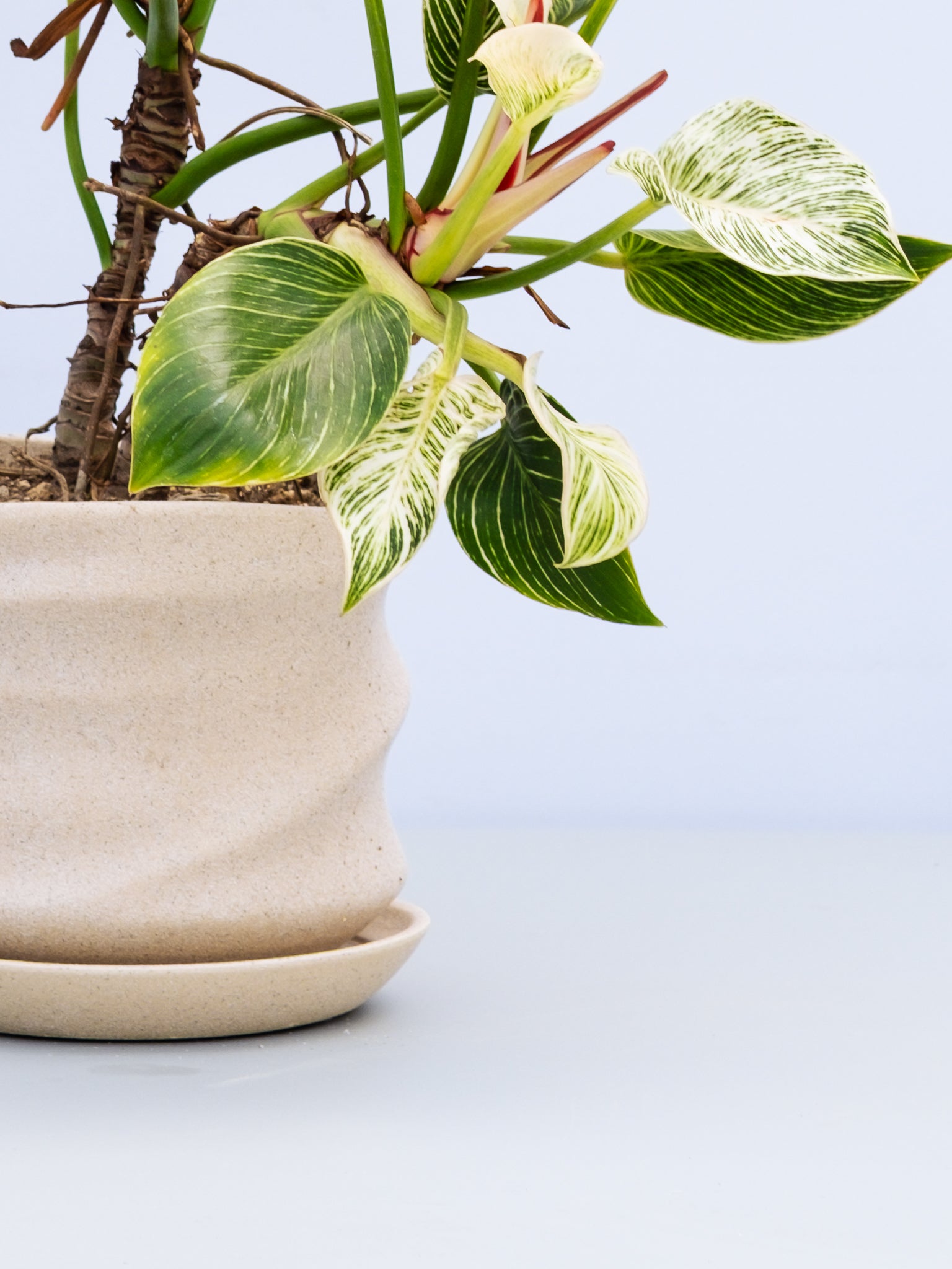 一点もの】フィロデンドロン・バーキン幹上り S #1 | 観葉植物・お花の