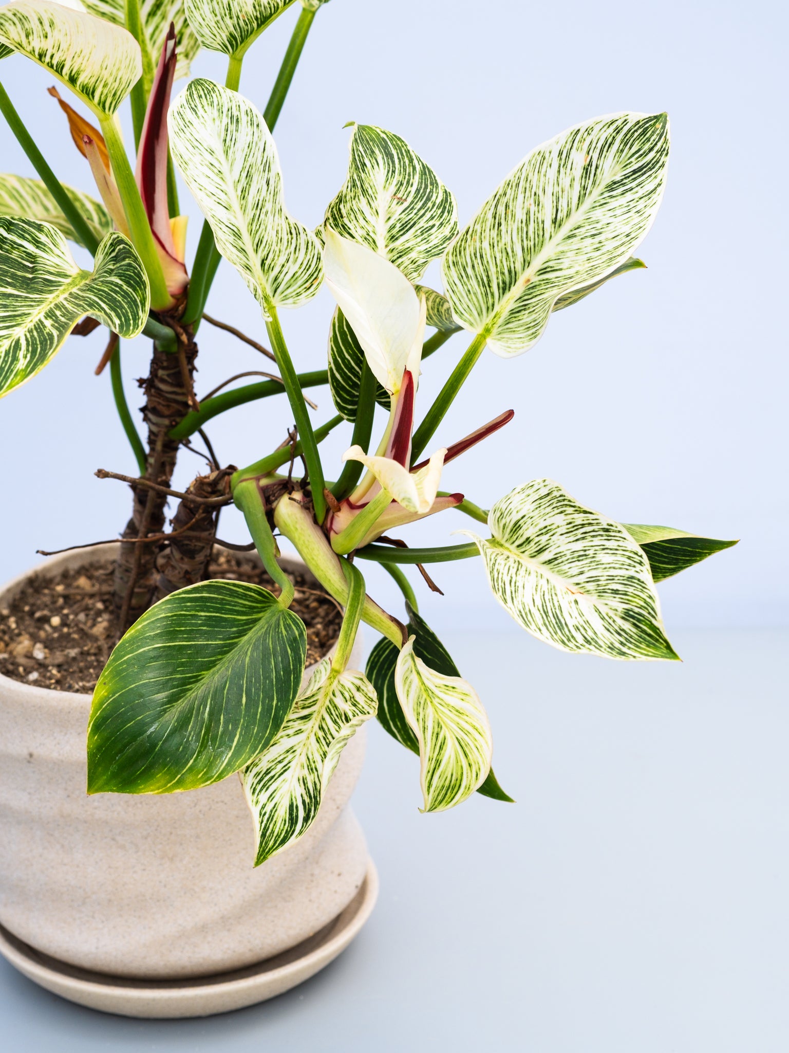 一点もの】フィロデンドロン・バーキン幹上り S #1 | 観葉植物・お花の