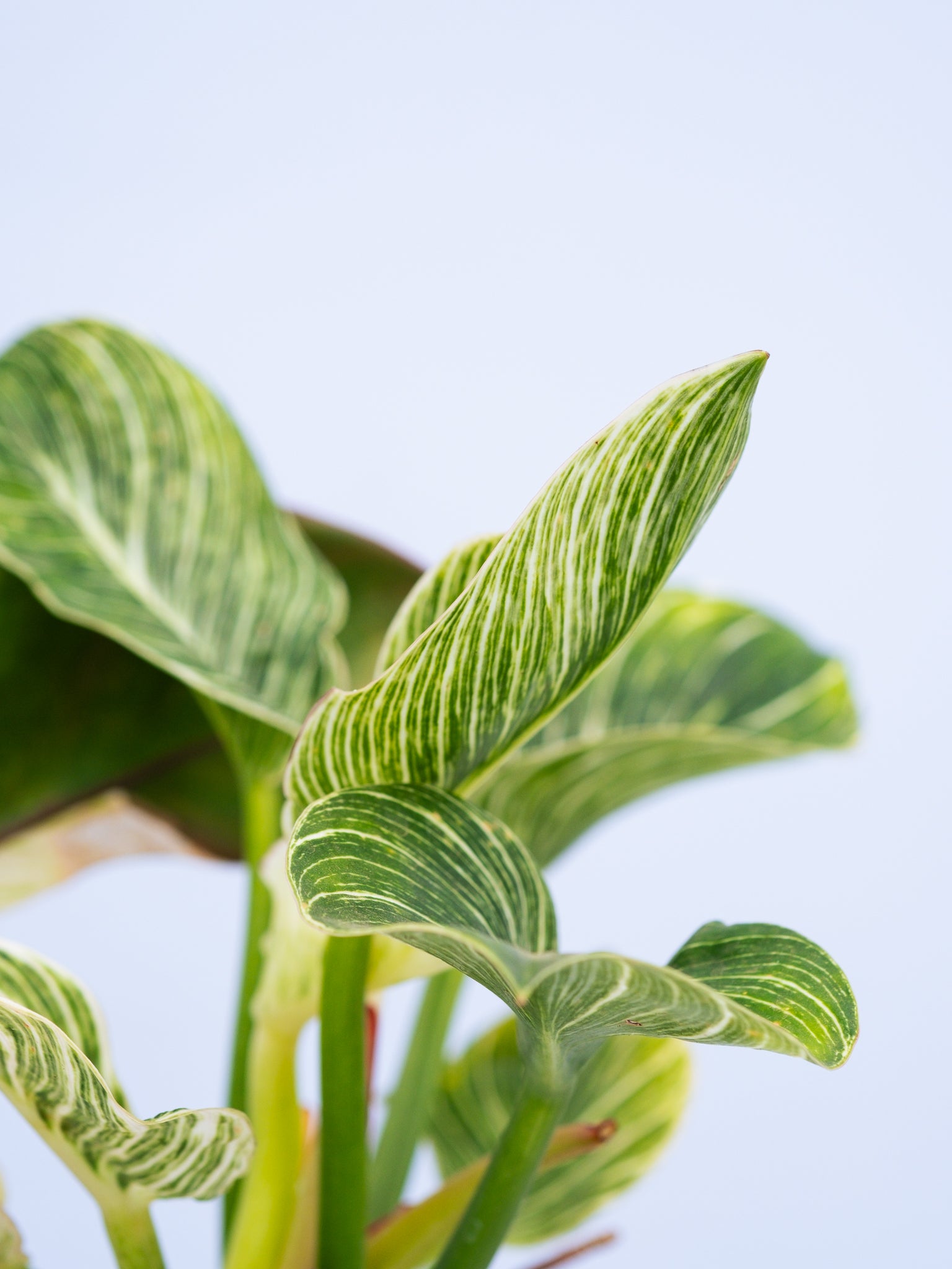 一点もの】フィロデンドロン・バーキン幹上り S #2 | 観葉植物・お花の