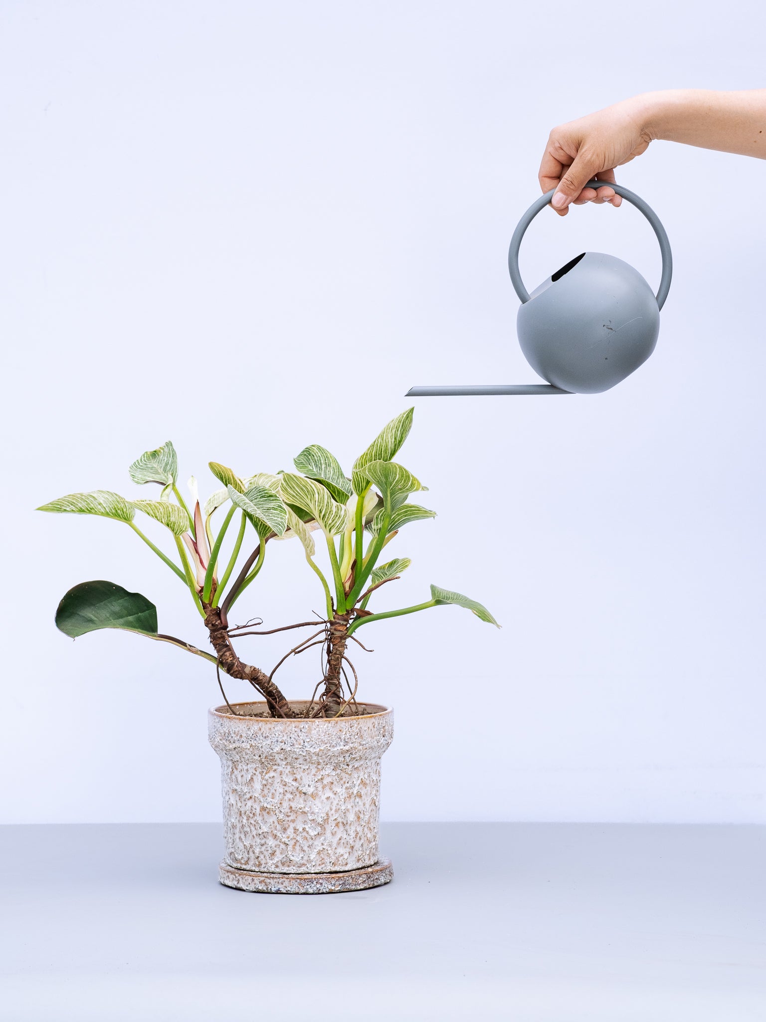 一点もの】フィロデンドロン・バーキン幹上り S #2 | 観葉植物・お花の