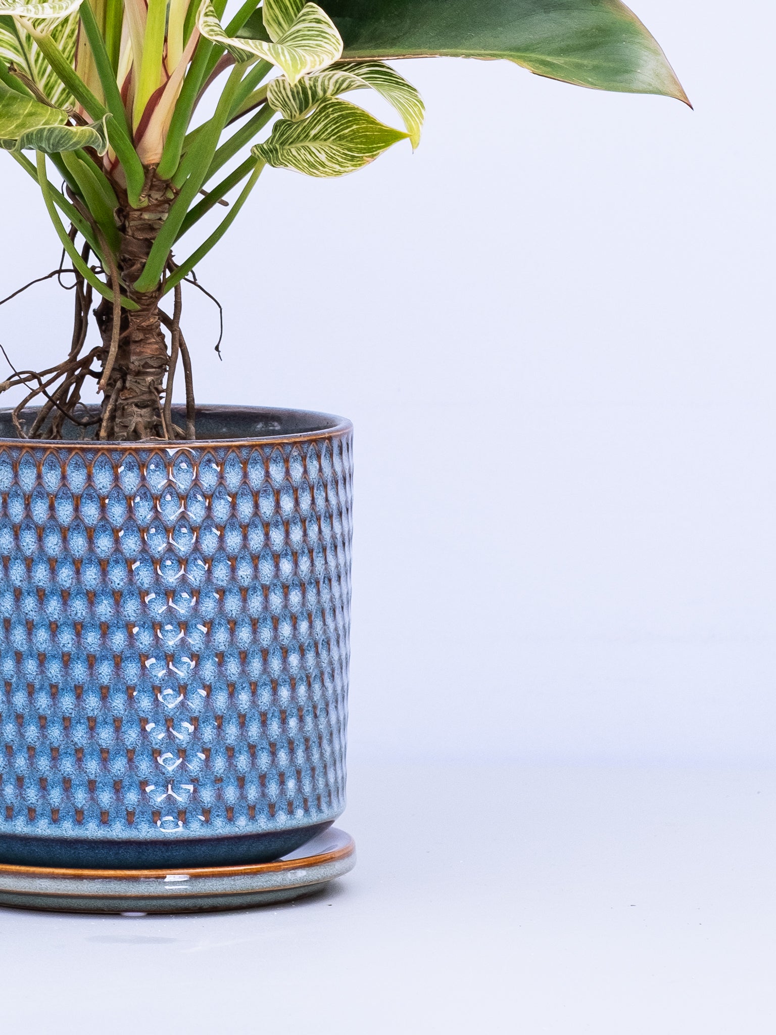 一点もの】フィロデンドロン・バーキン幹上り S #3 | 観葉植物・お花の