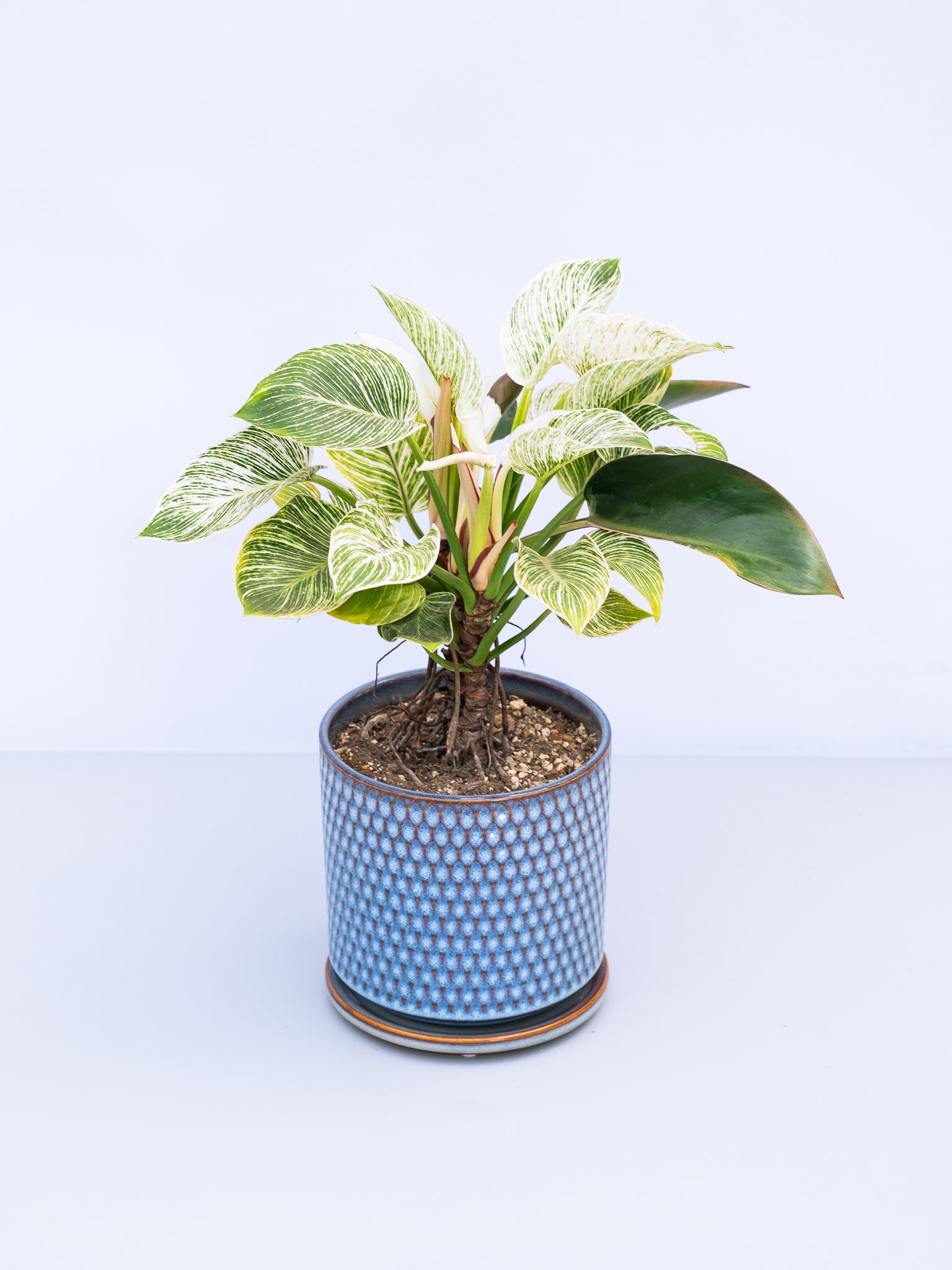 一点もの】フィロデンドロン・バーキン幹上り S #3 | 観葉植物・お花の