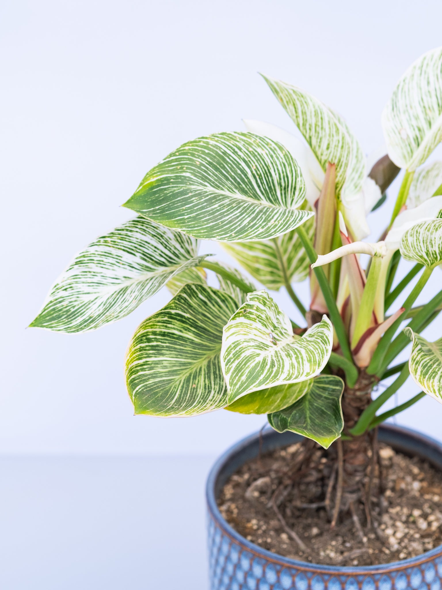 一点もの】フィロデンドロン・バーキン幹上り S #3 | 観葉植物・お花の