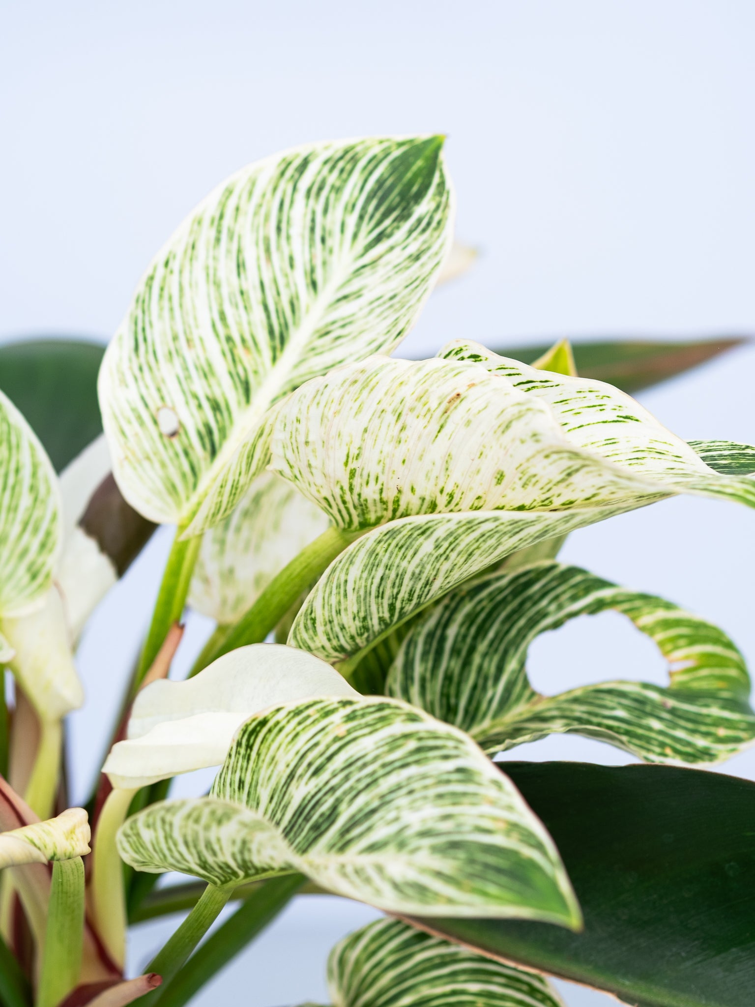 一点もの】フィロデンドロン・バーキン幹上り S #3 | 観葉植物・お花の
