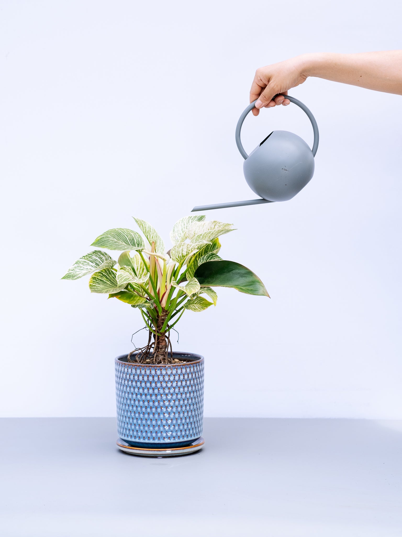 一点もの】フィロデンドロン・バーキン幹上り S #3 | 観葉植物・お花の