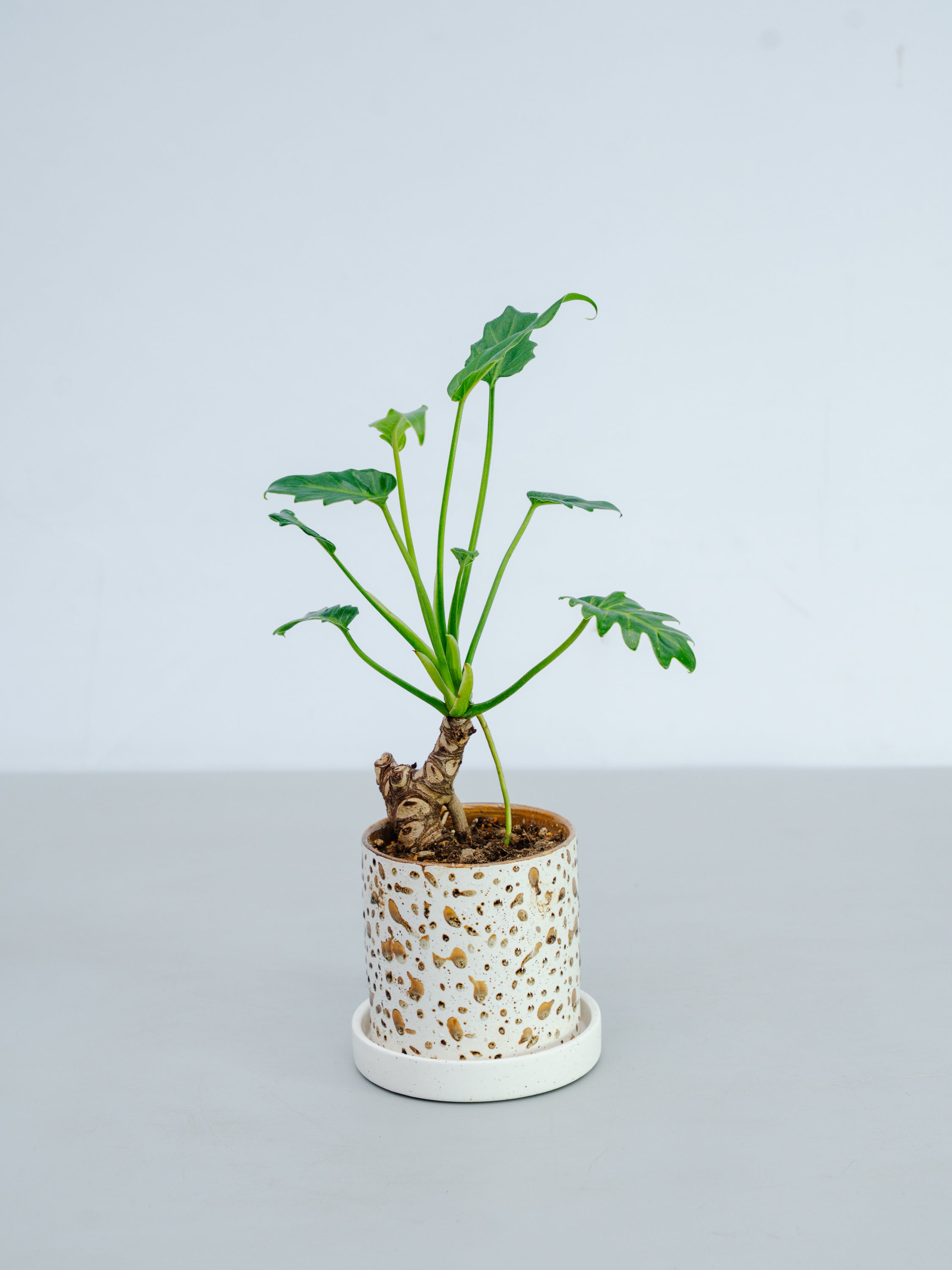 【一点もの】クッカバラ 幹上り Table-M #1