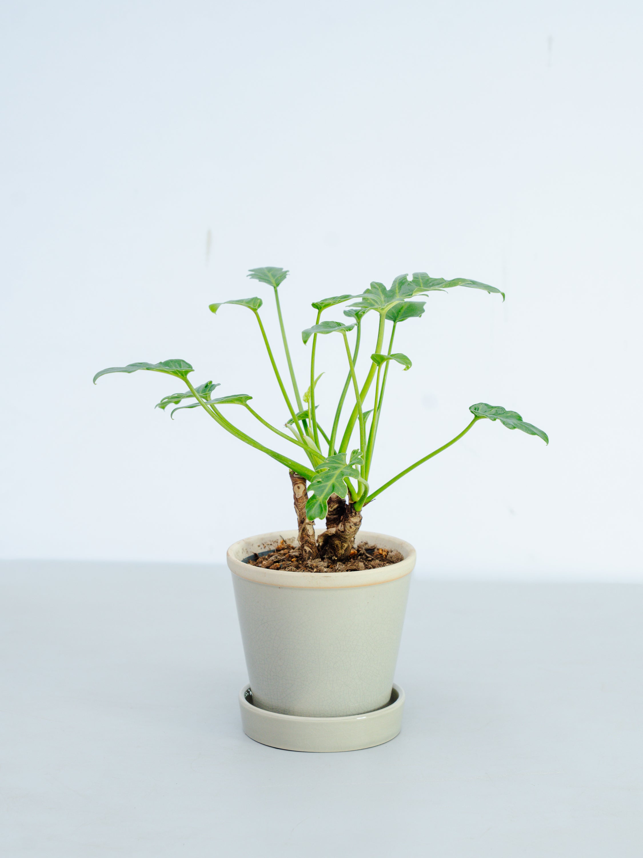 【一点もの】クッカバラ 幹上り Table-M #2