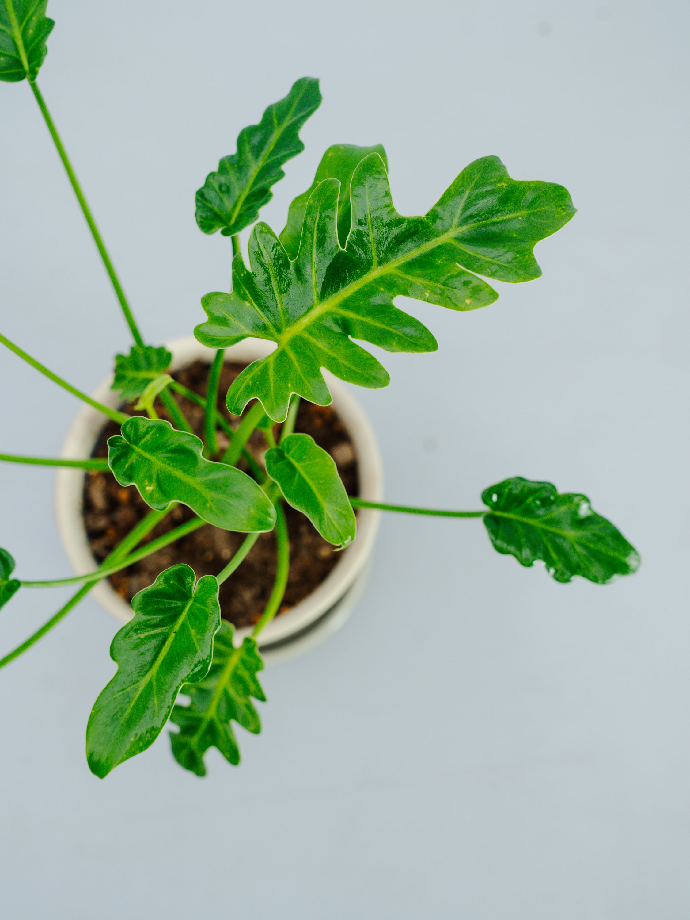 一点もの】クッカバラ 幹上り Table-M #2 | 観葉植物・お花の通販 AND