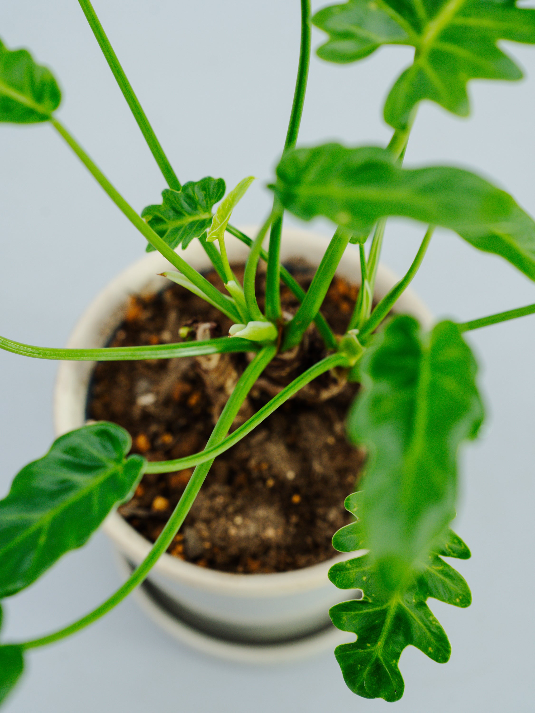 一点もの】クッカバラ 幹上り Table-M #2 | 観葉植物・お花の通販 AND