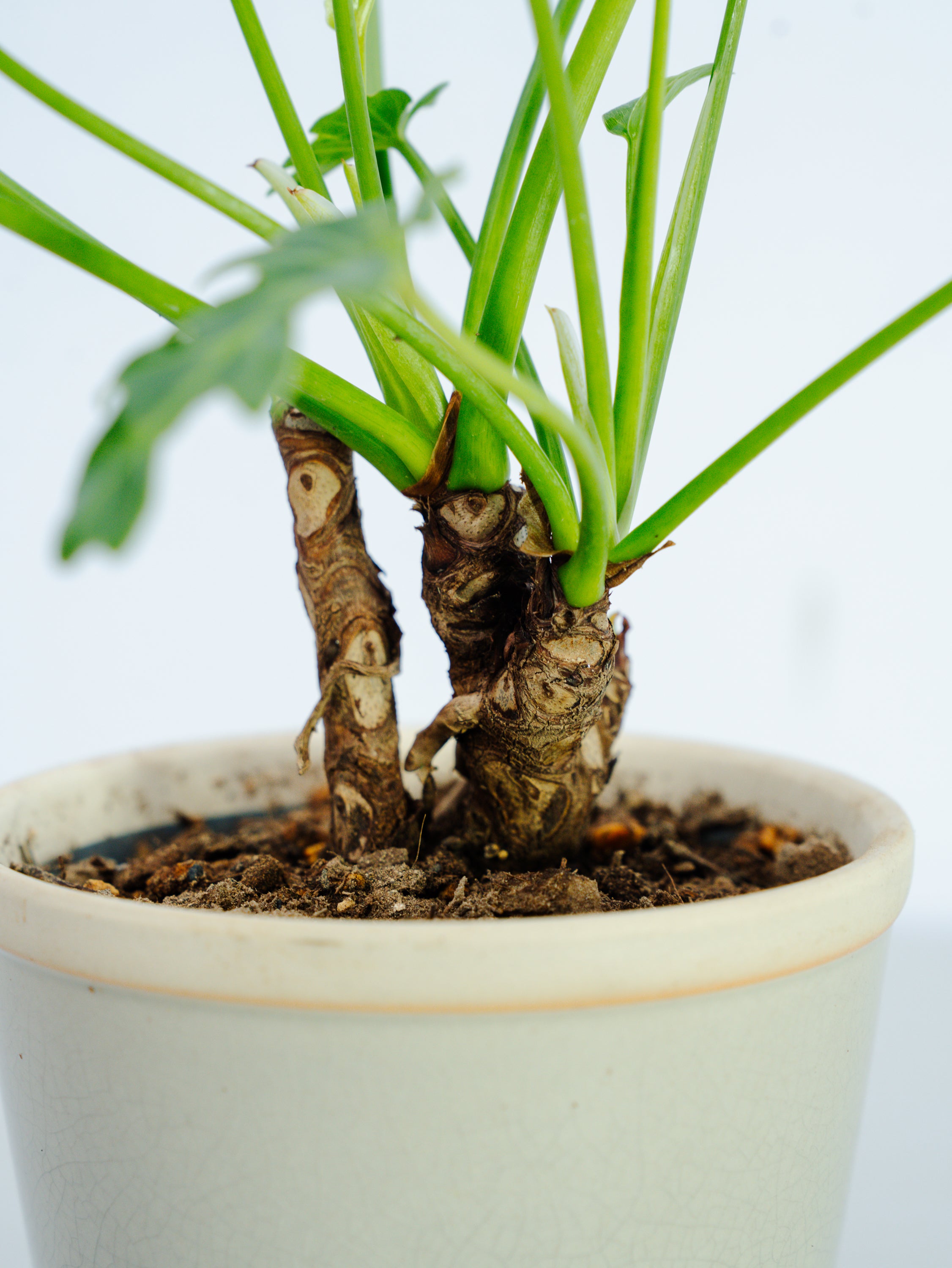 一点もの】クッカバラ 幹上り Table-M #2 | 観葉植物・お花の通販 AND