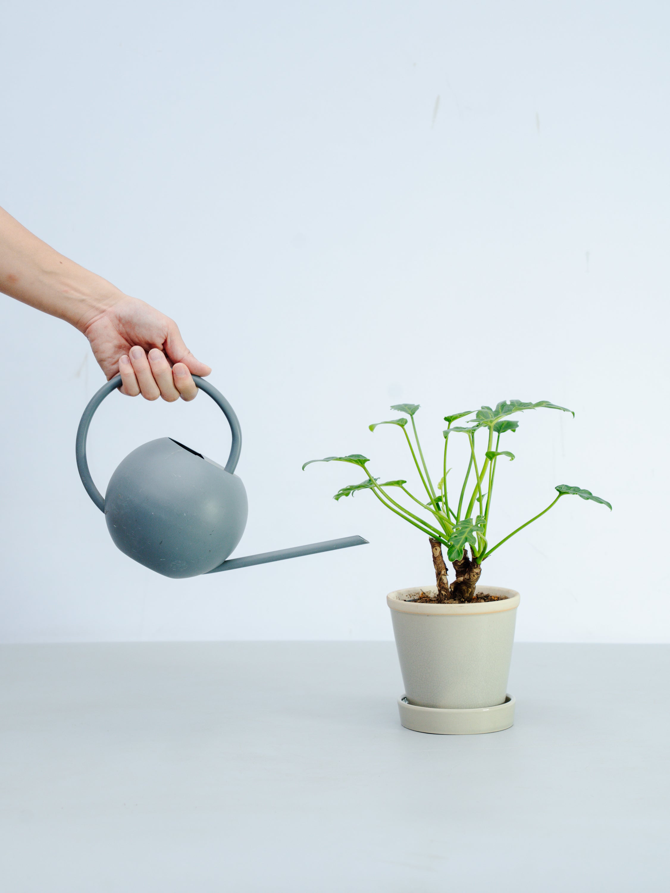 一点もの】クッカバラ 幹上り Table-M #2 | 観葉植物・お花の通販 AND