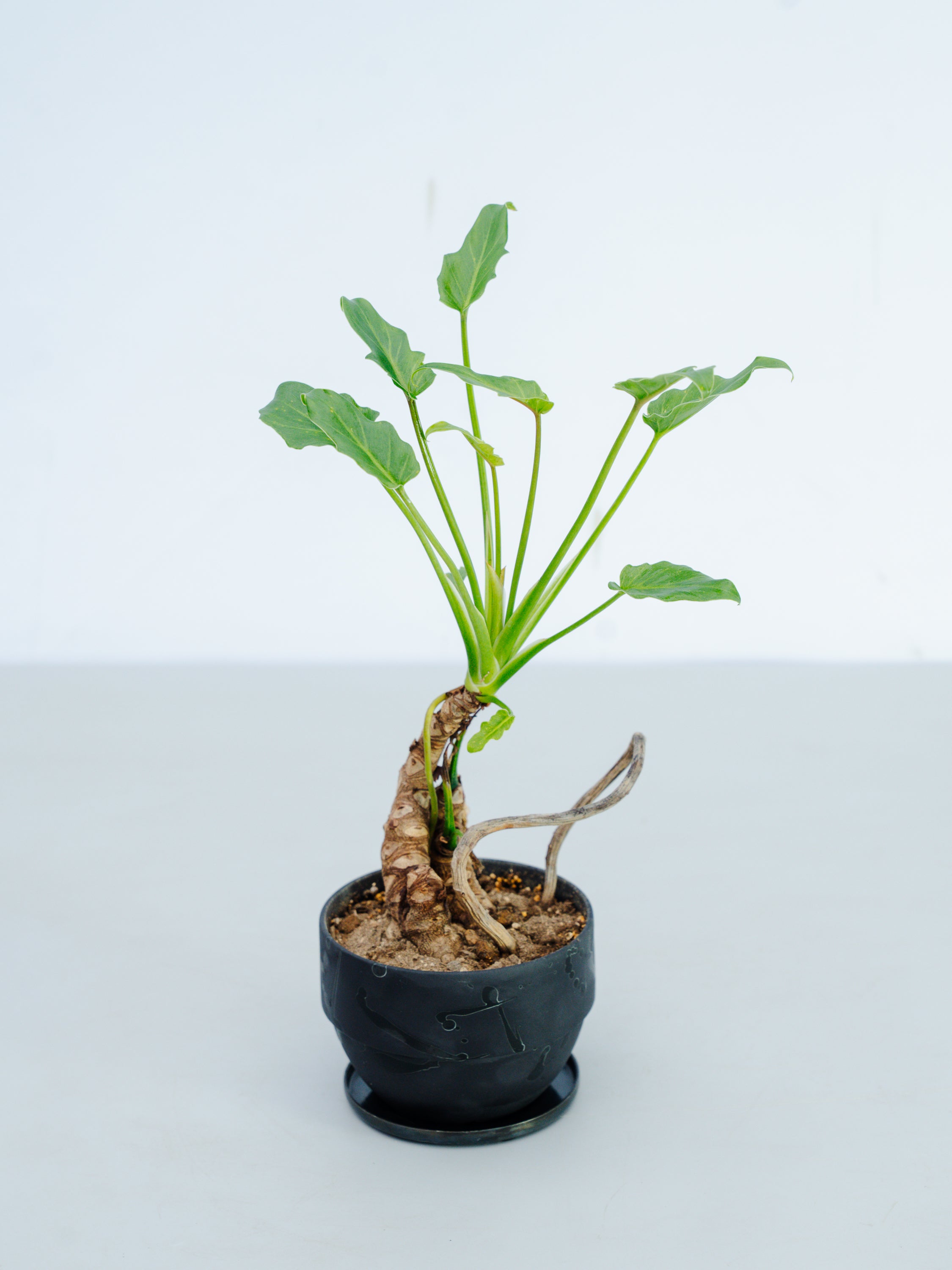 【一点もの】クッカバラ 幹上り Table-M #3
