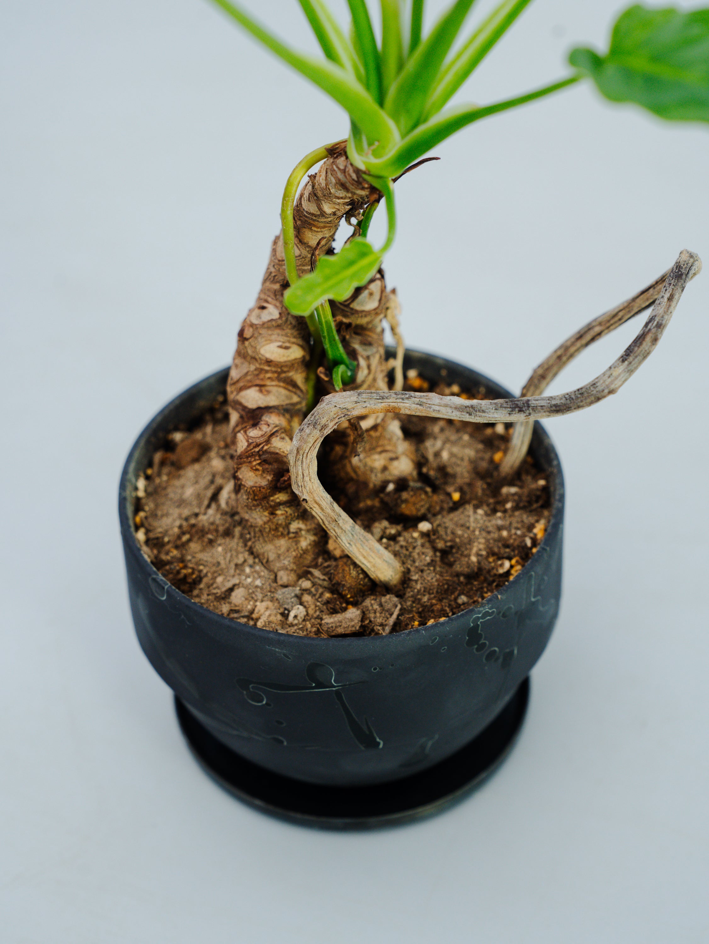 一点もの】クッカバラ 幹上り Table-M #3 | 観葉植物・お花の通販 AND 一点もの】クッカバラ 幹上り Table-M #3 | 観葉植物・お花の通販 AND