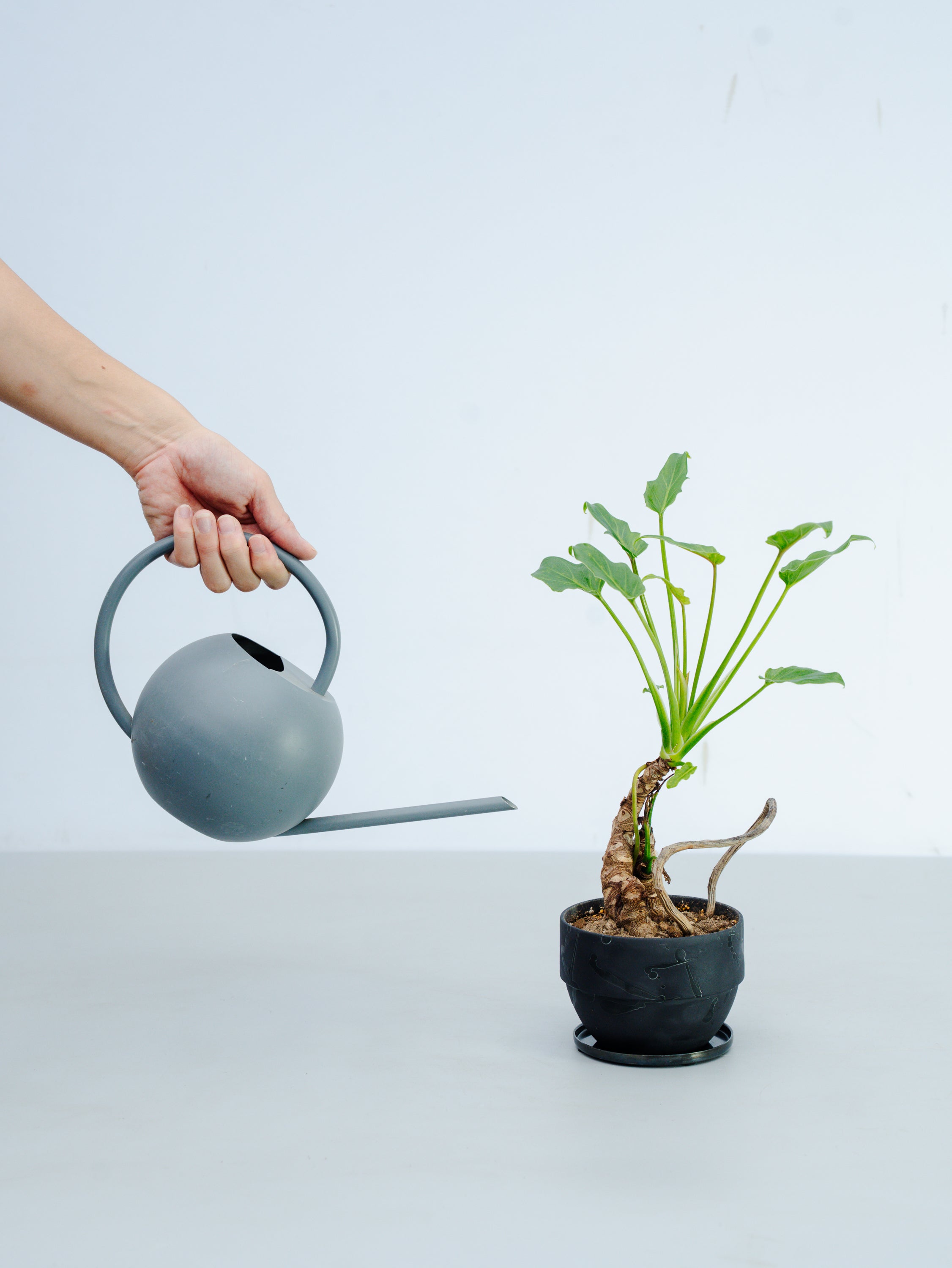 一点もの】クッカバラ 幹上り Table-M #3 | 観葉植物・お花の通販 AND