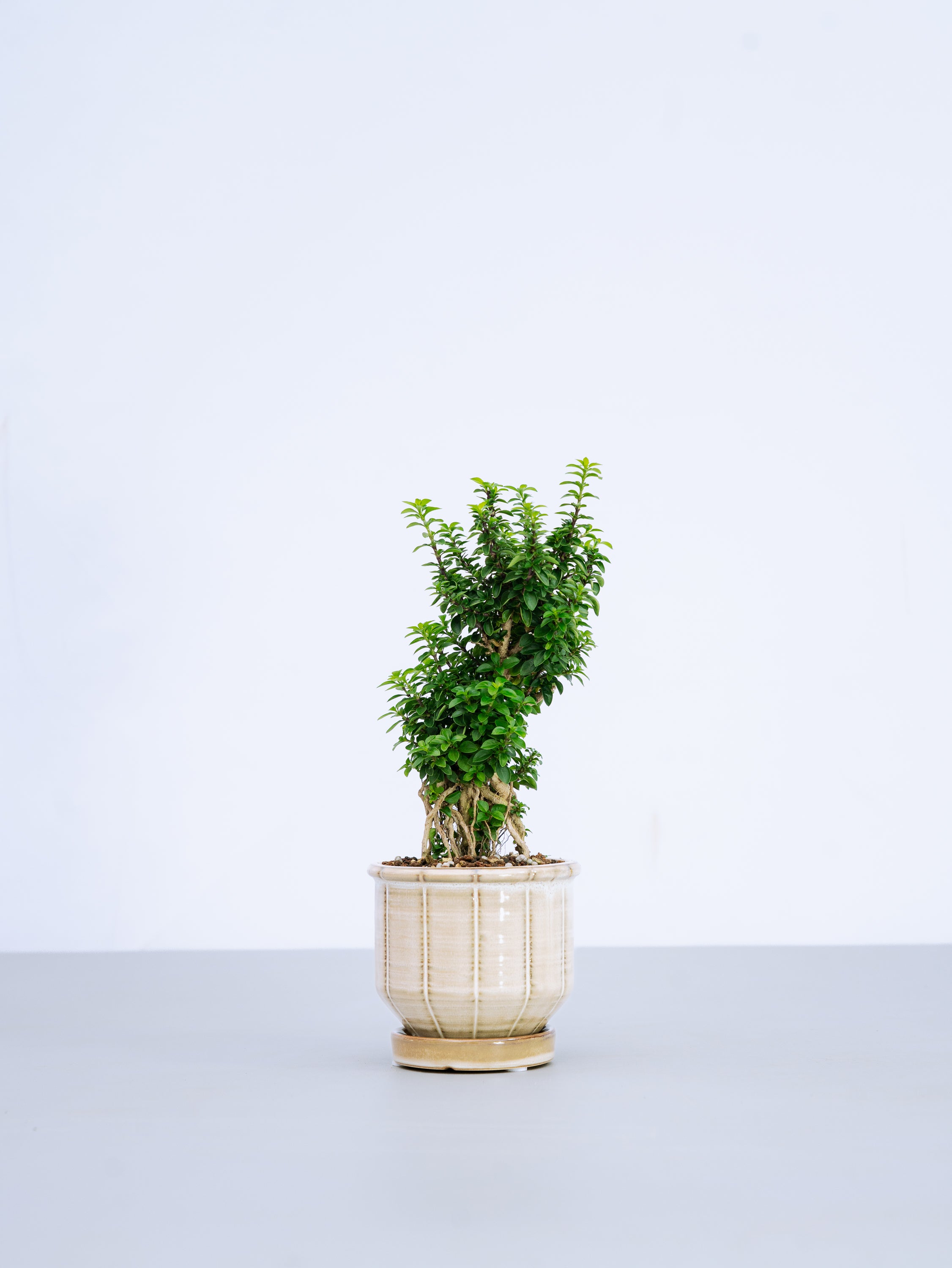 【一点もの】八つ房白鳥花 Table-S