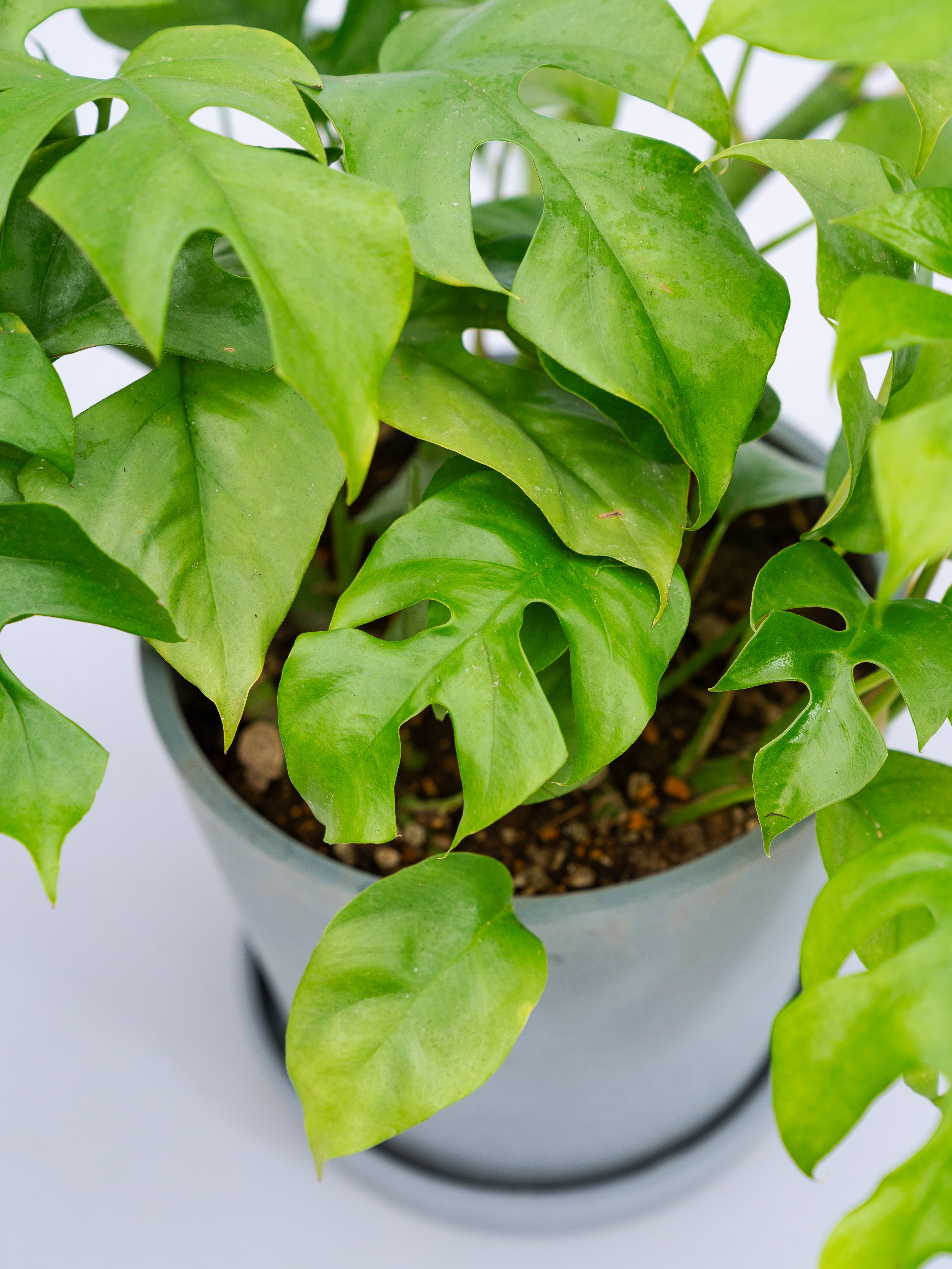 一点もの】フィロデンドロン・ミニマ S #1 | 観葉植物・お花の通販 AND