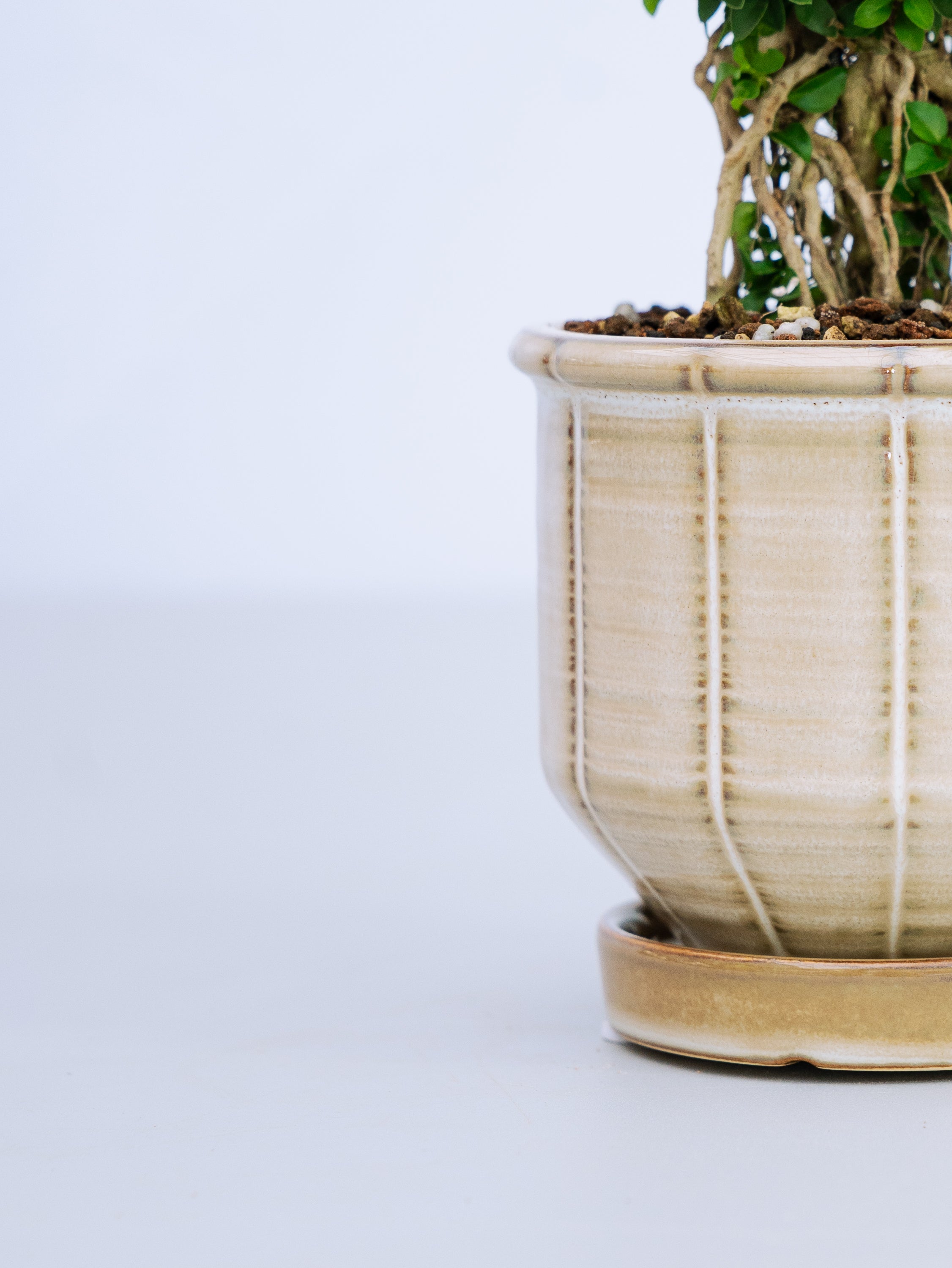 一点もの】八つ房白鳥花 Table-S | 観葉植物・お花の通販 AND PLANTS